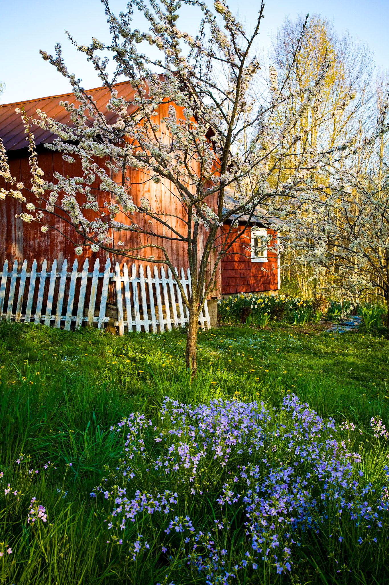 "Blossom Time" --Dorset