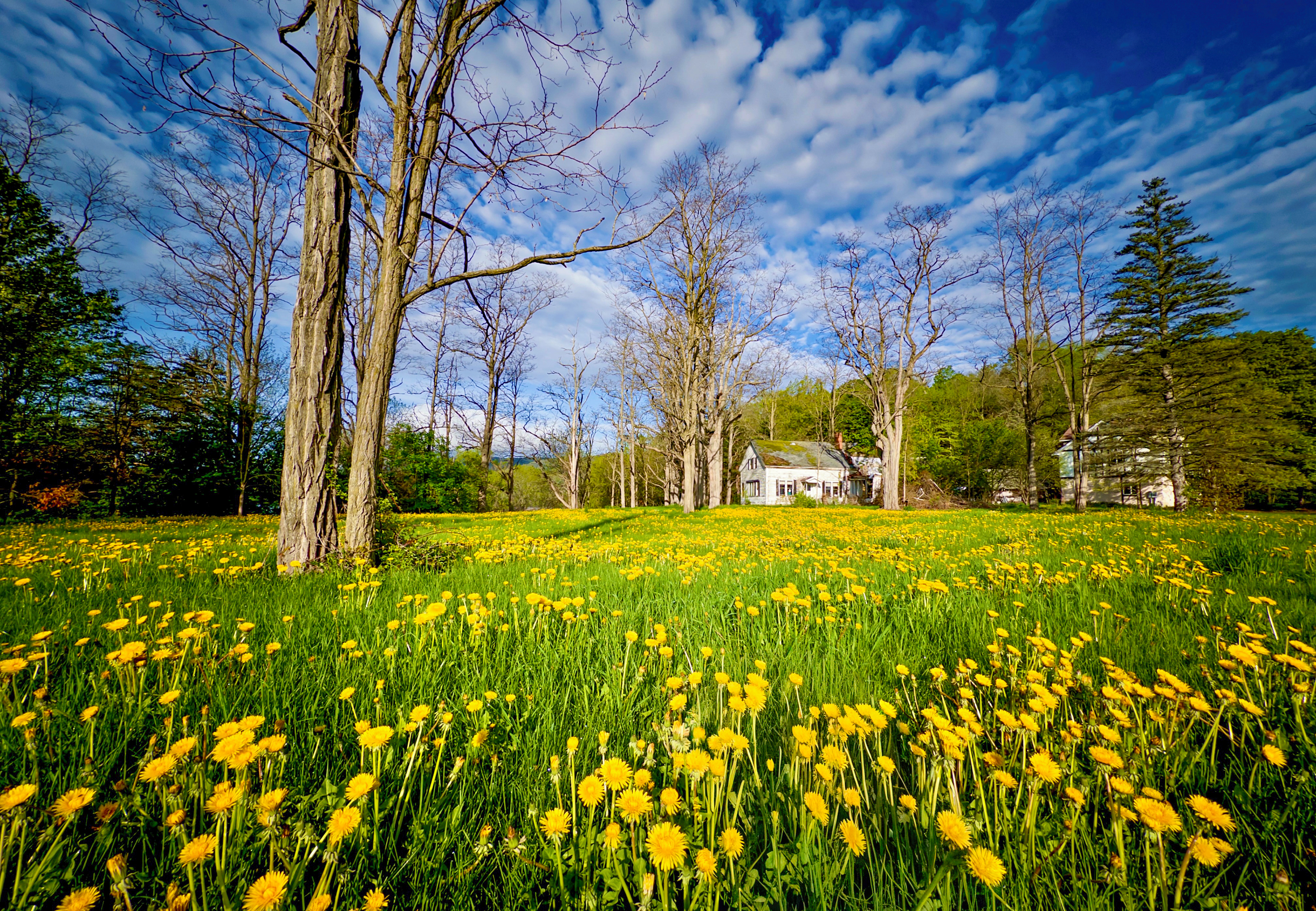 "Spring Lawn" --Orwell