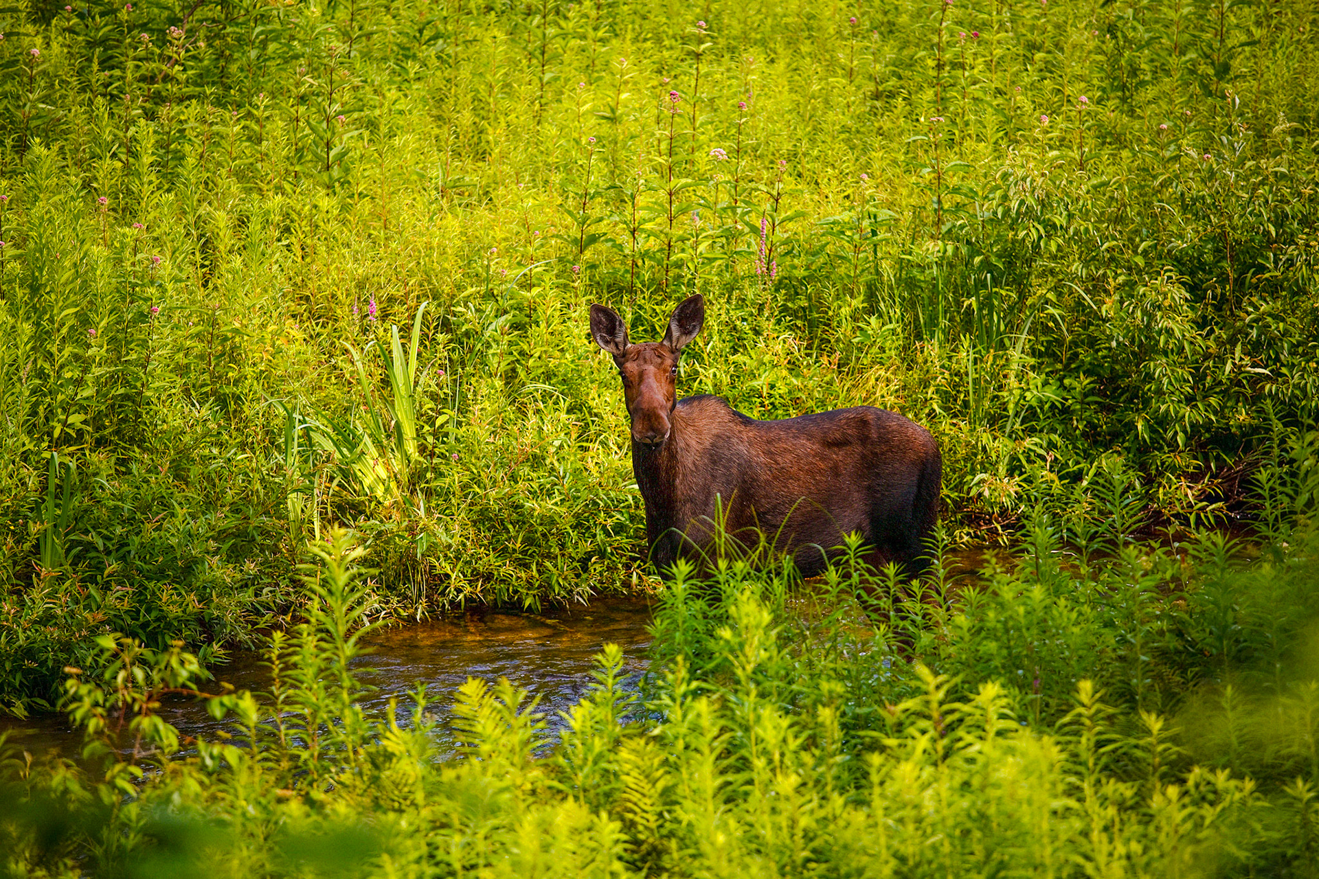 "Up the Creek" --A young moose found himself in a place he didn’t want to be. Chippenhook, Vermont.