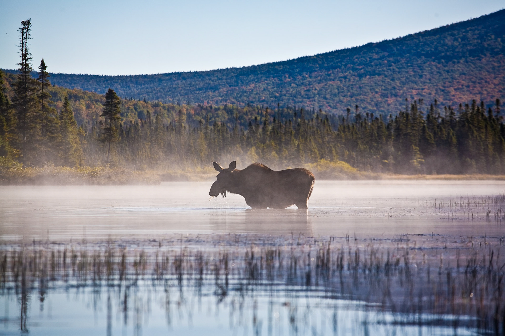 "Moose Morning" --A moose seeks breakfast in the early morning. Fog was just lifting from Inlet Pond. Pittsburg, New Hampshire.