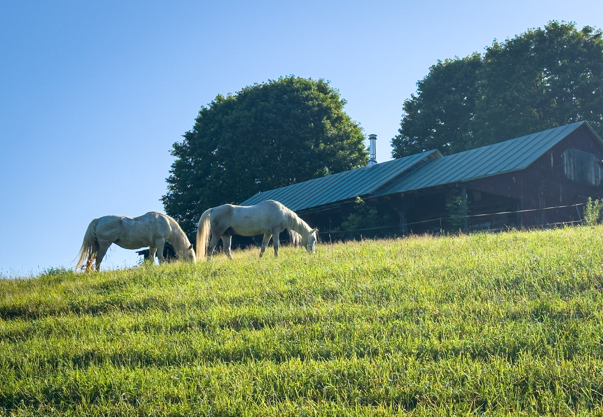 "Polo Ponies"