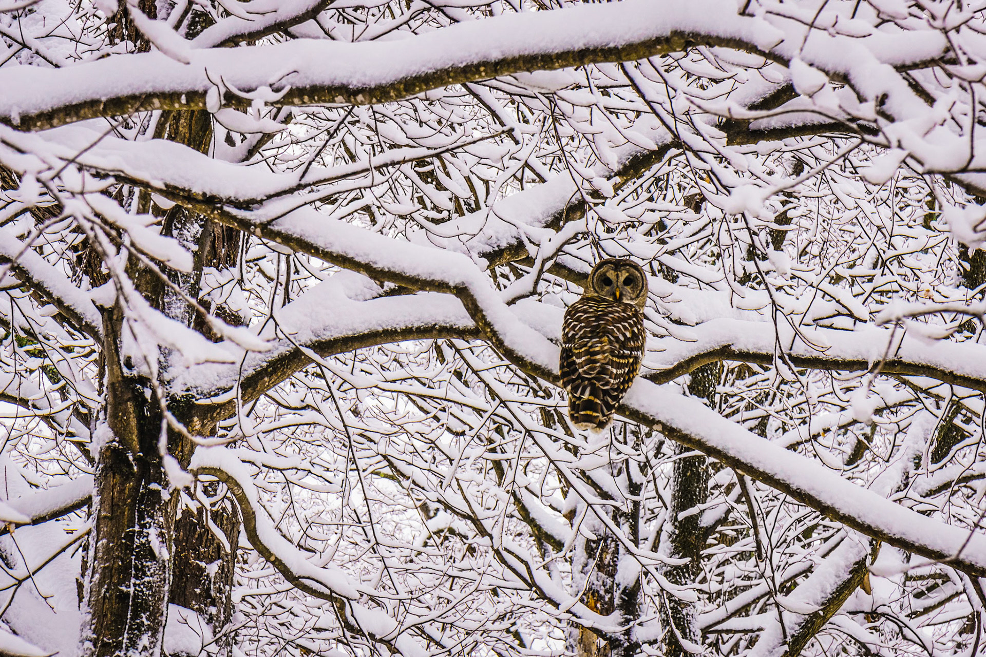 "Whoo, Me?" --An owl perches on a snowy branch as he gives me a piercing glance. Clarendon, Vermont. 