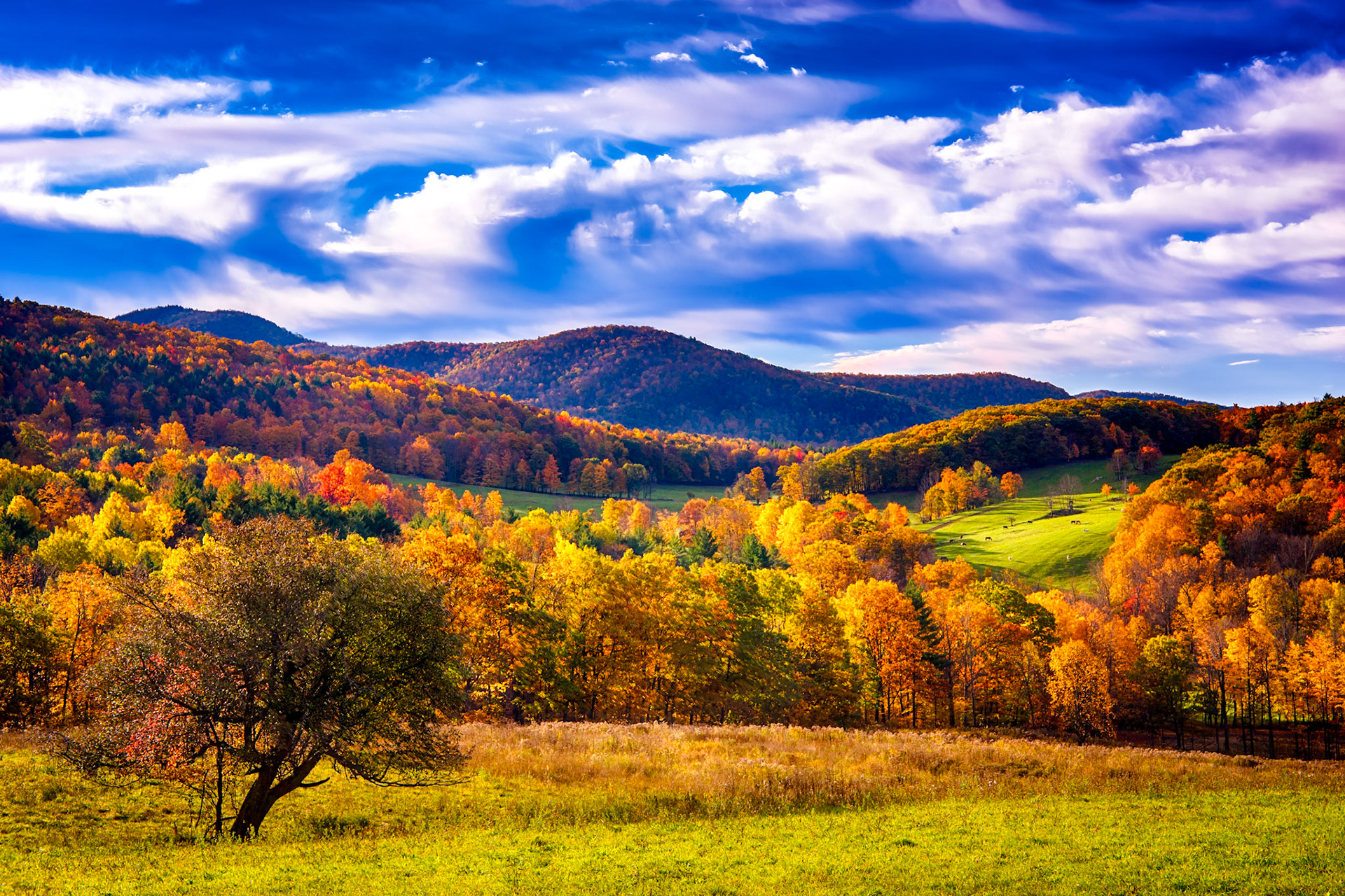 "Forest and Field" --Castleton