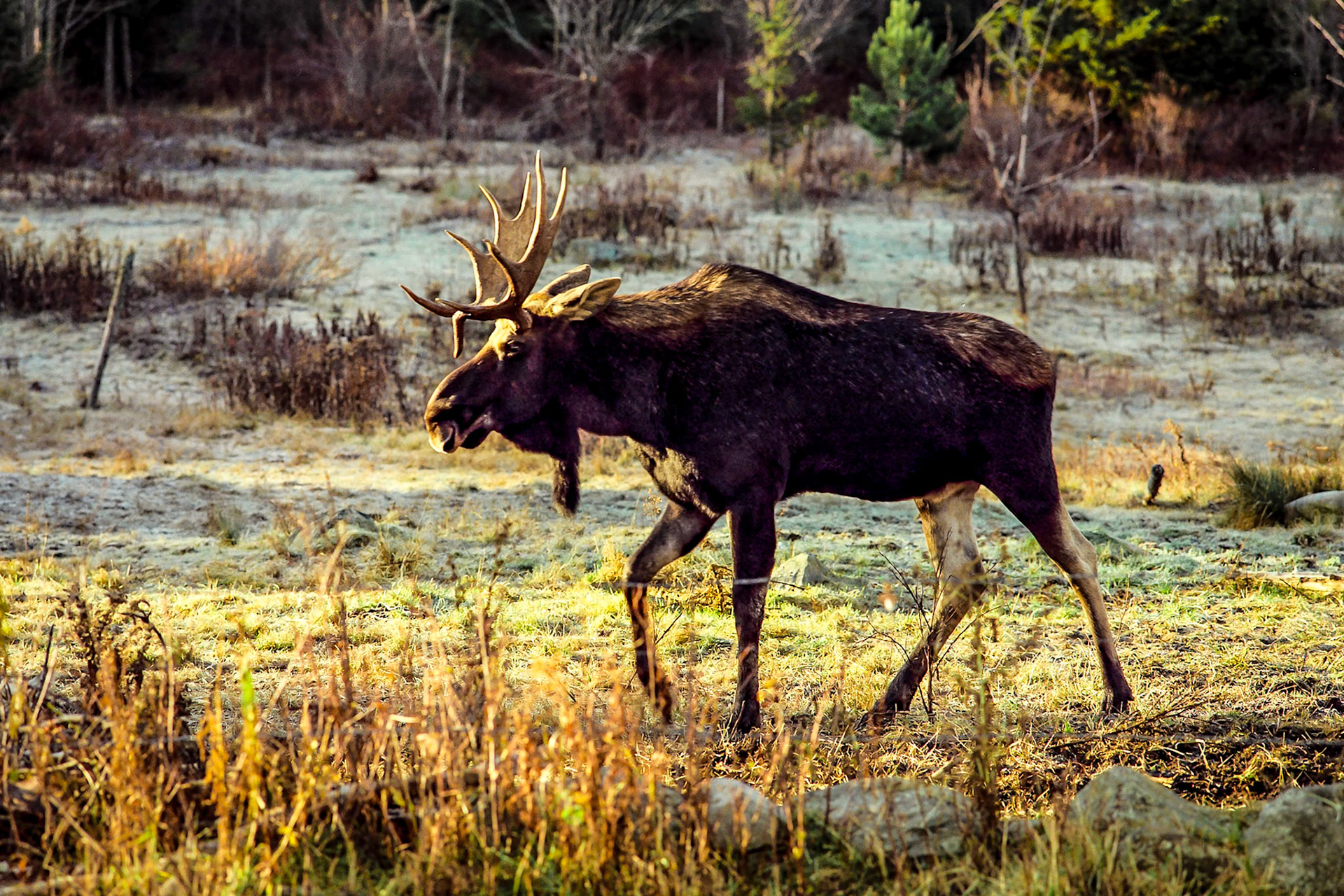 "Jessica" --The famous moose who fell in love with a cow. Shrewsbury, Vermont.