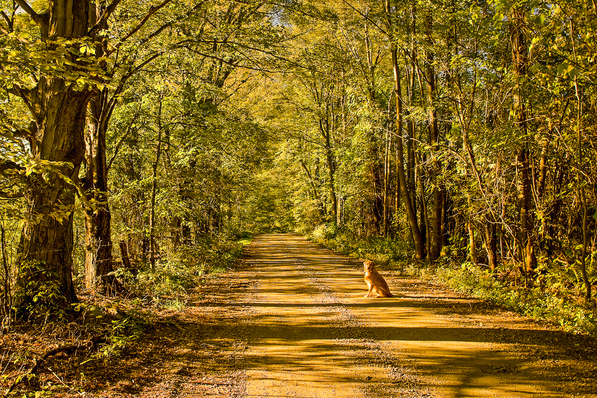"Golden Morning" --All my efforts at training my dog to sit and stay finally paid off. Danby, Vermont.