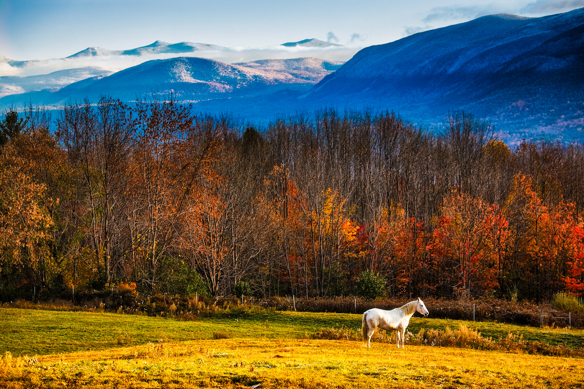 "Mountain Setting" --A horse stands at attention in this late fall scene.  Snow had arrived in the mountains. Danby, Vermont.