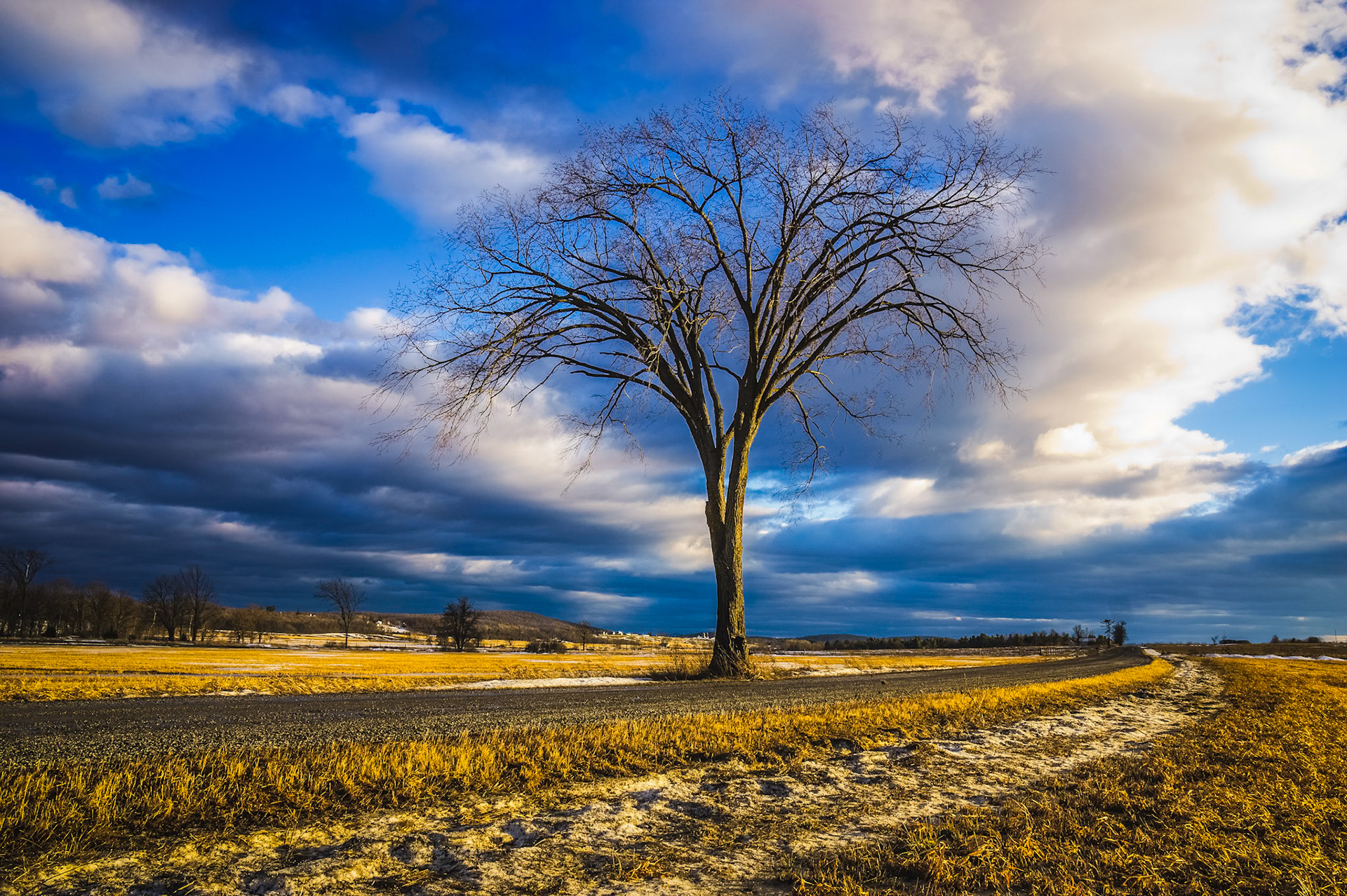 "Just a Tree" --Addison