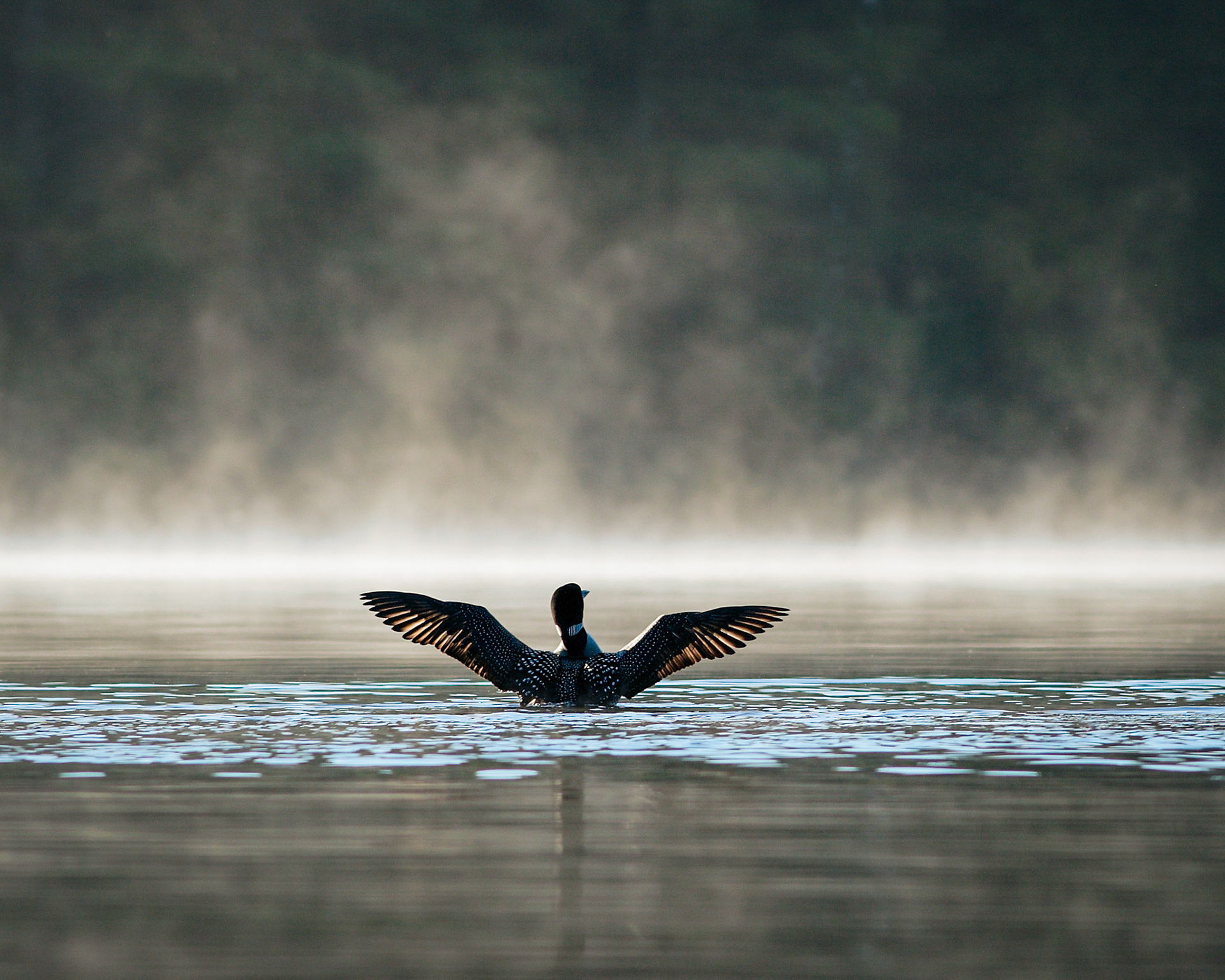 "Reveille" --The loons let you know when it’s time to get up with their eerie call. Lake Winnipesaukee, New Hampshire.