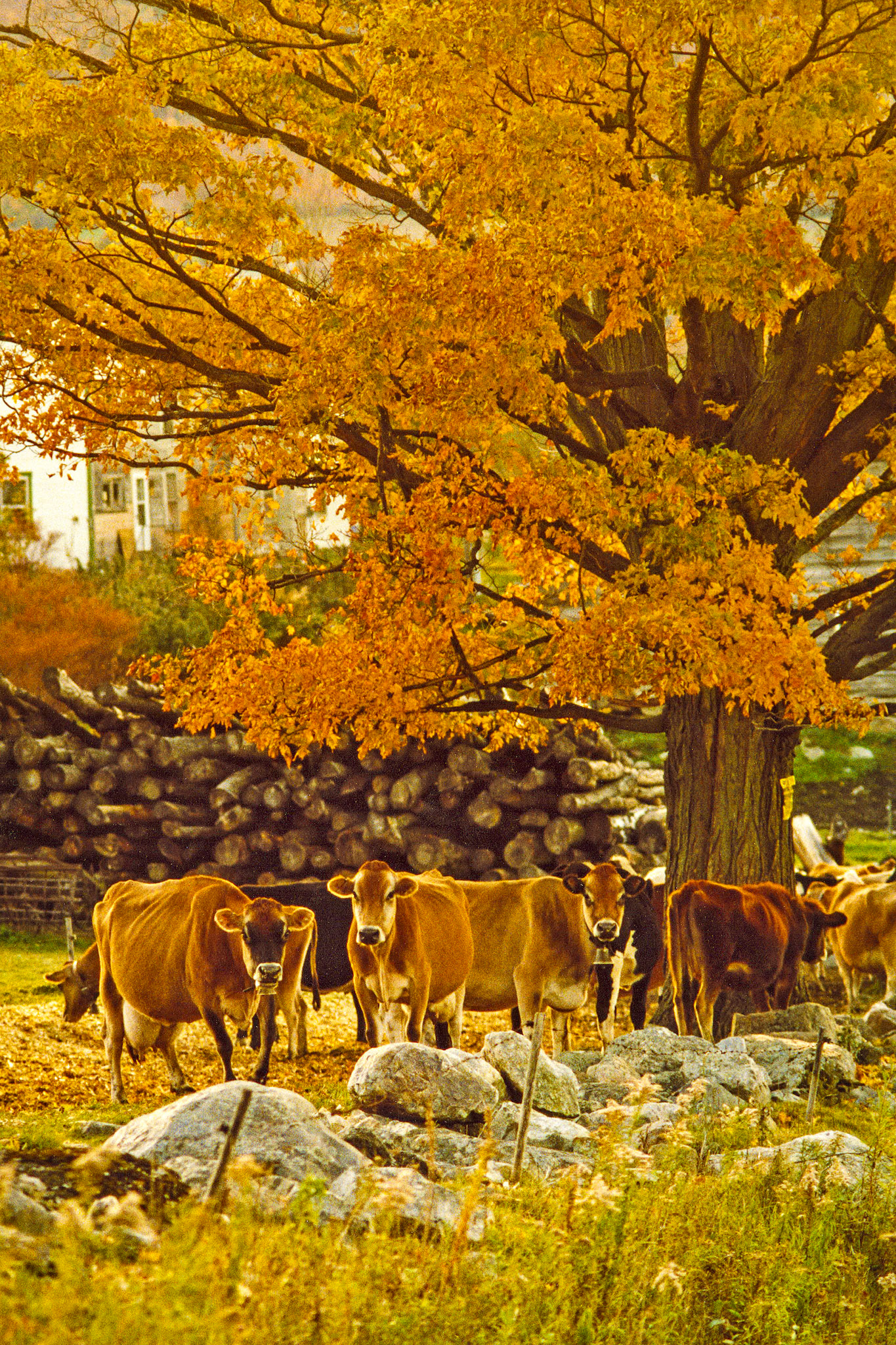 "Private Gathering" --Tinmouth