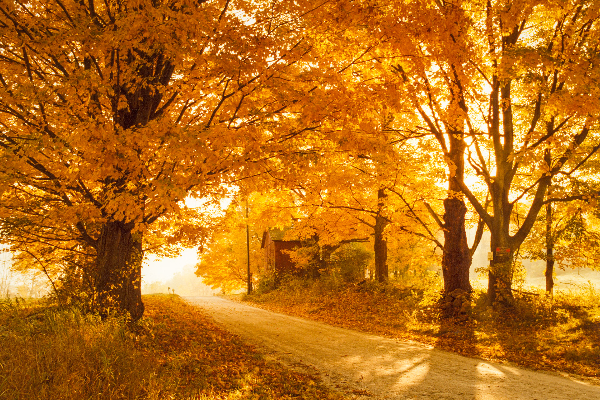 "Sunlit Foliage" --West Arlington