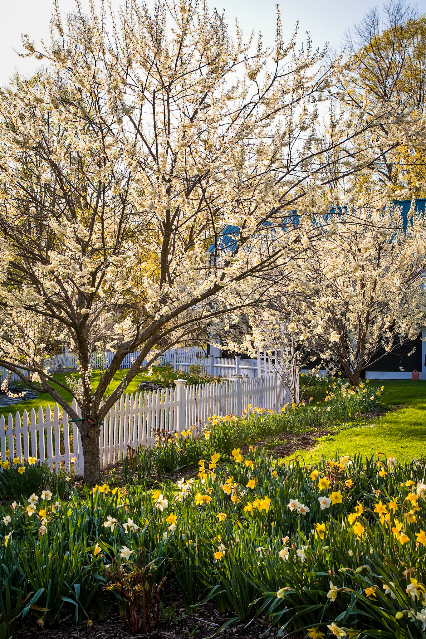 "Full Bloom" --Dorset