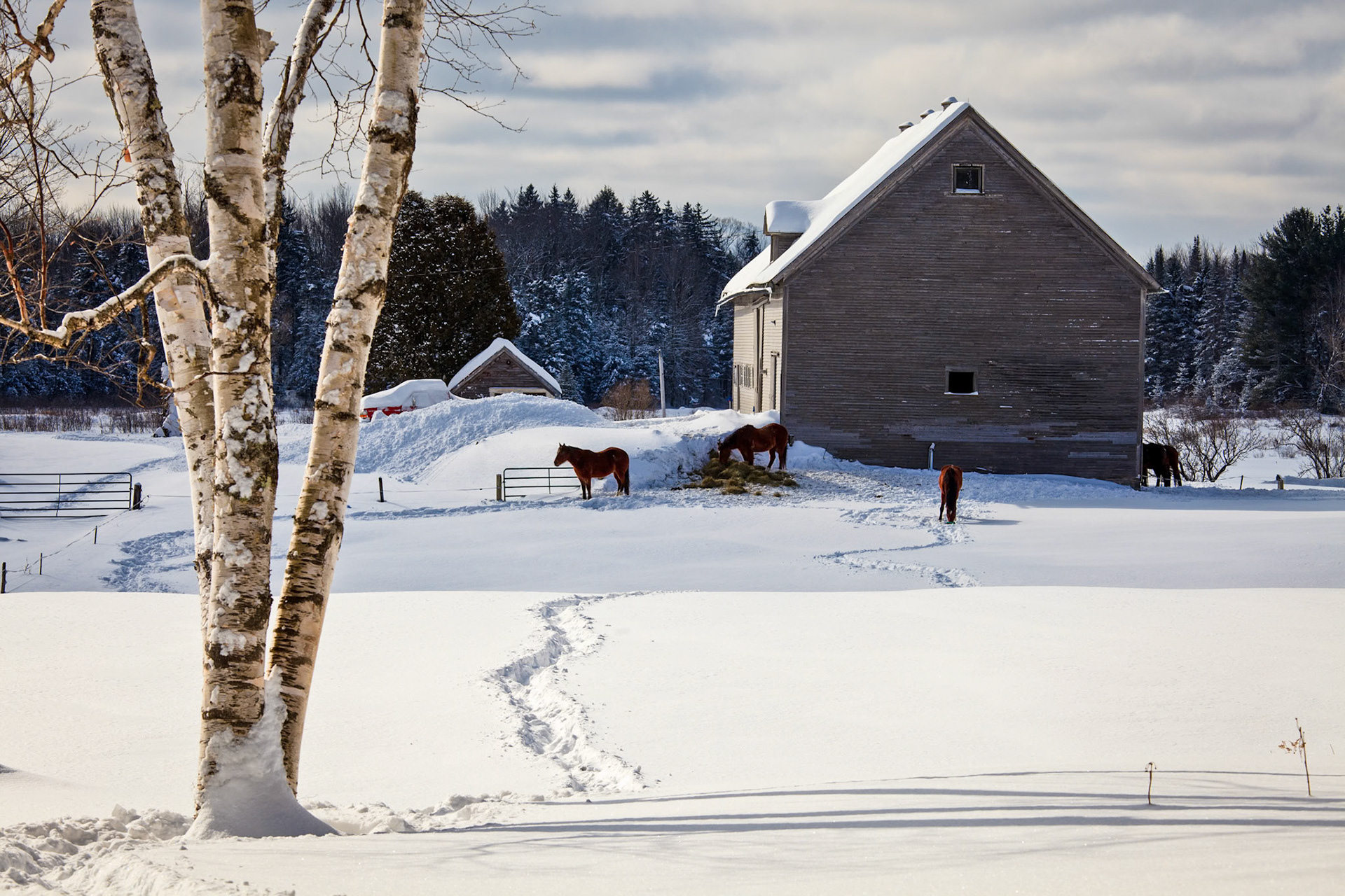 "Horse Path" --Once the path is laid it’s the only way to go! Shrewsbury, Vermont. 