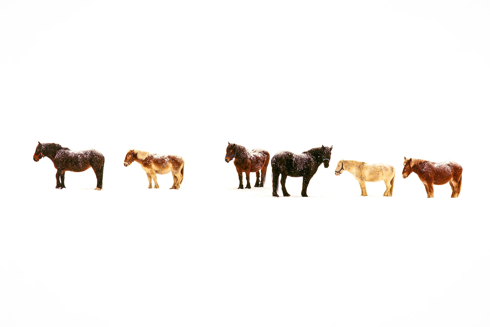 "Winter Ponies" --A half dozen ponies with nowhere to go stand out against a snowy white background. Tinmouth, Vermont.