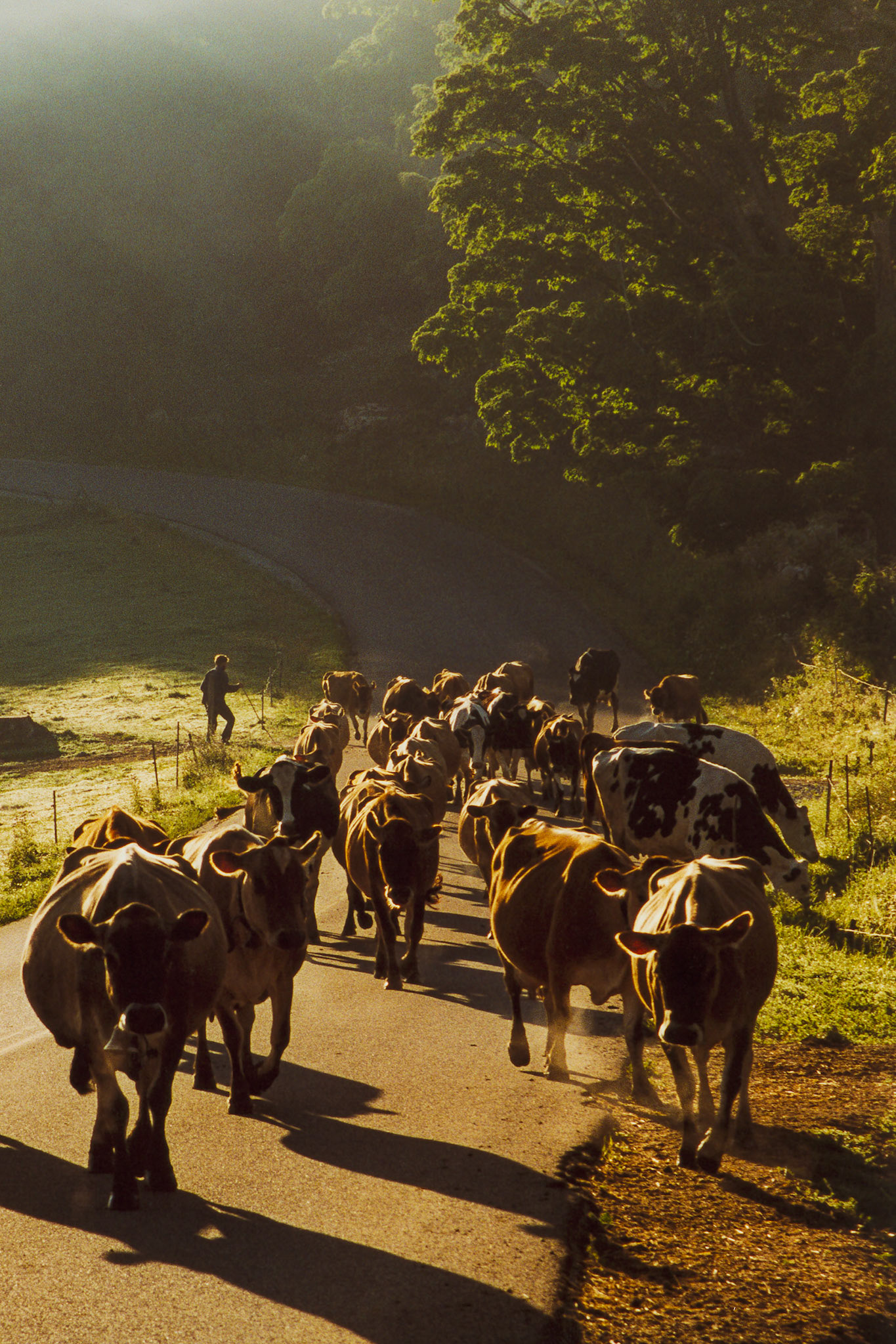 "Rush Hour" --The morning rush hour, Vermont style. Tinmouth, Vermont.