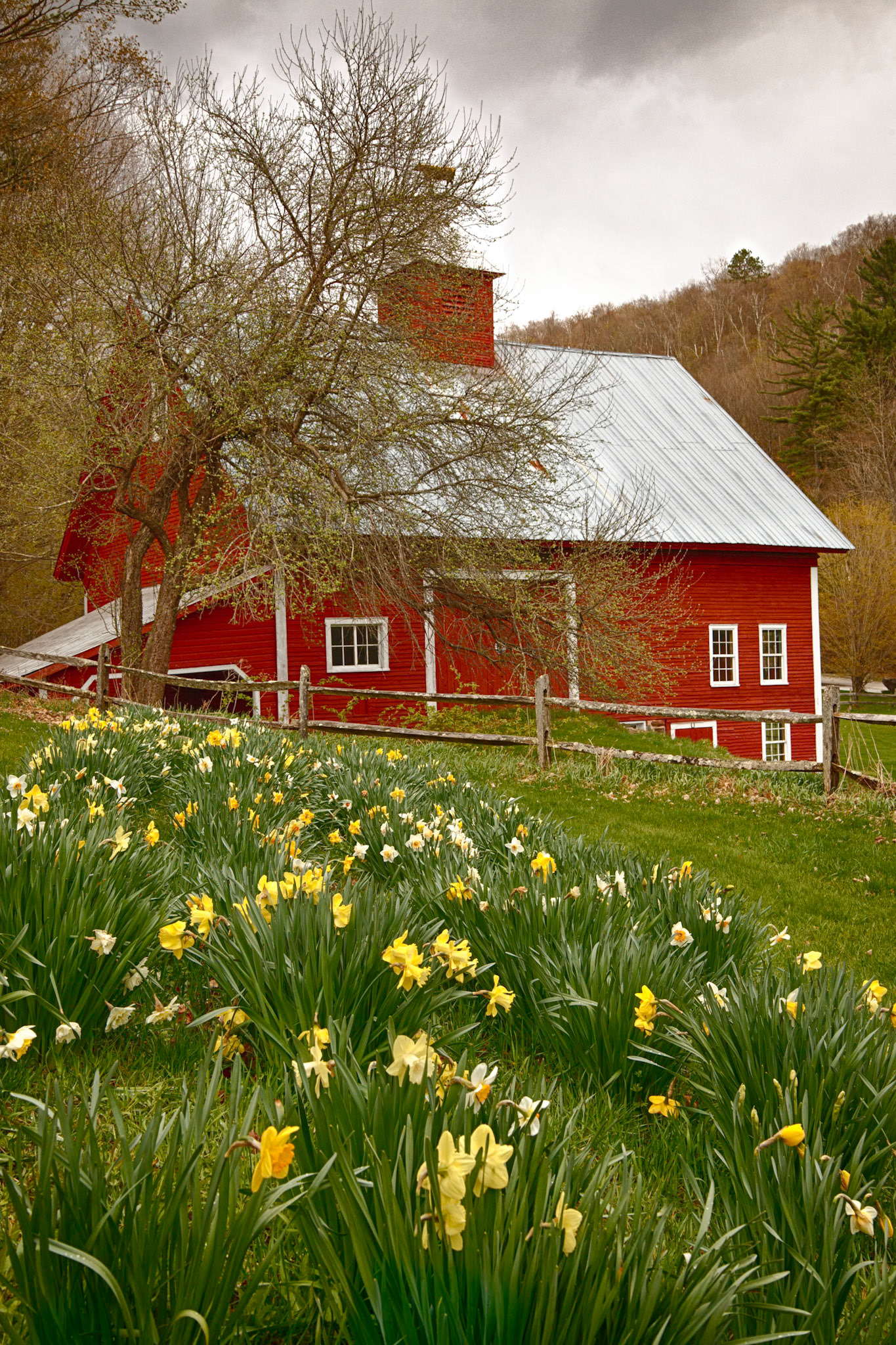 "Daffs and Barn" --Chittenden