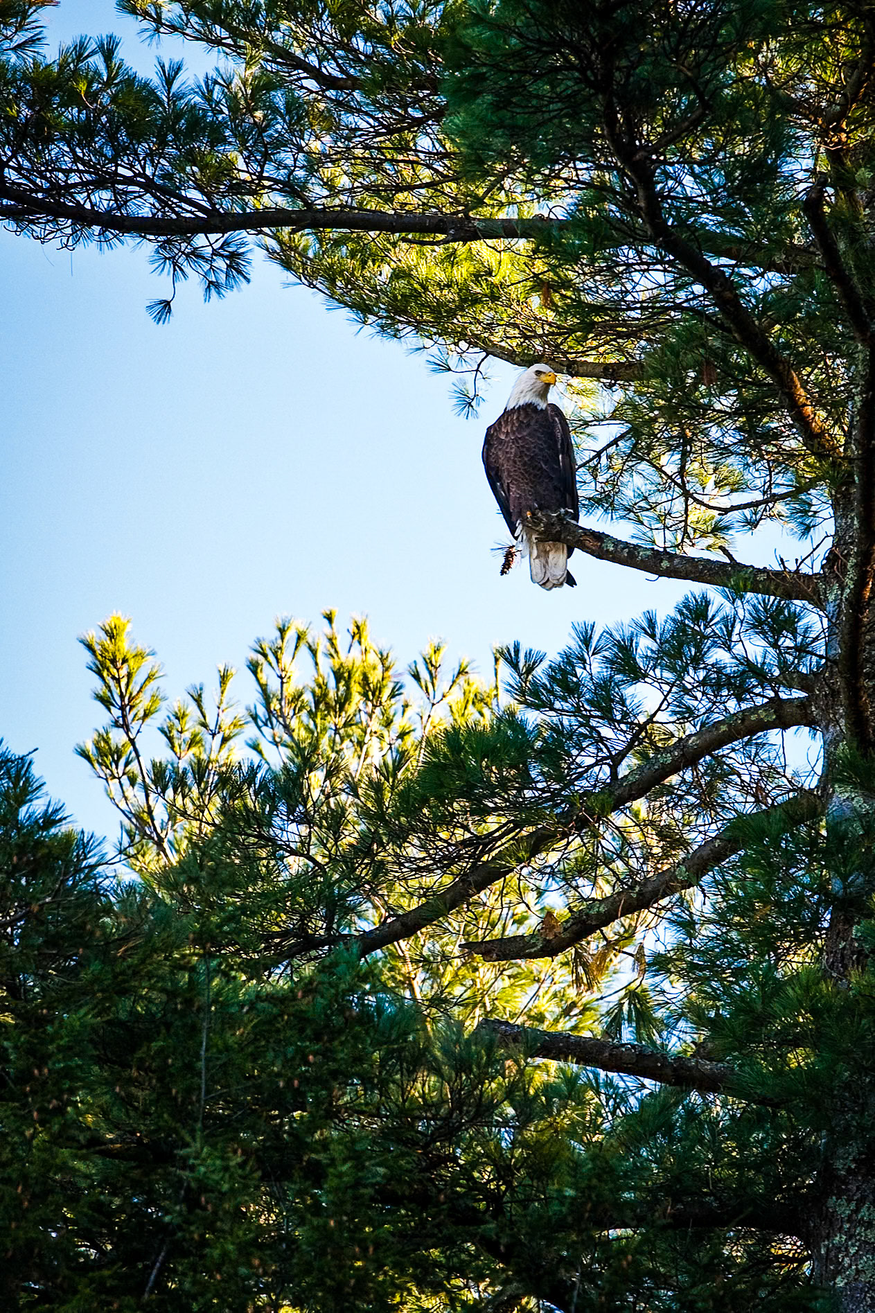 "Vermont Eagle" --Not sure why he picked the broken branch to land on. Leicester, Vermont.