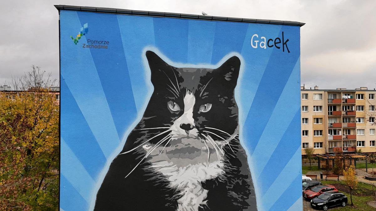 Kot Gacek - Pomorze Zachodnie Zielony Region - XII 2025 Szczecin 