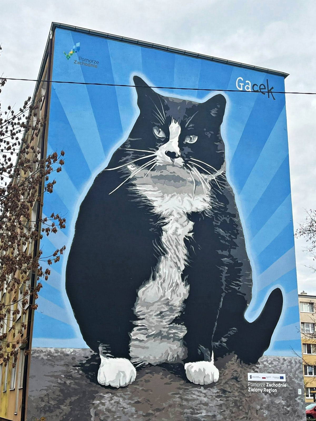 Kot Gacek - Pomorze Zachodnie Zielony Region - XII 2025 Szczecin 