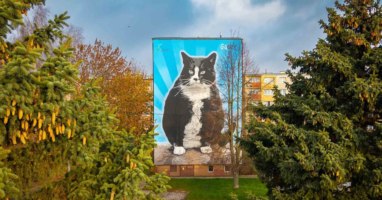 Kot Gacek - Pomorze Zachodnie Zielony Region - XII 2025 Szczecin 