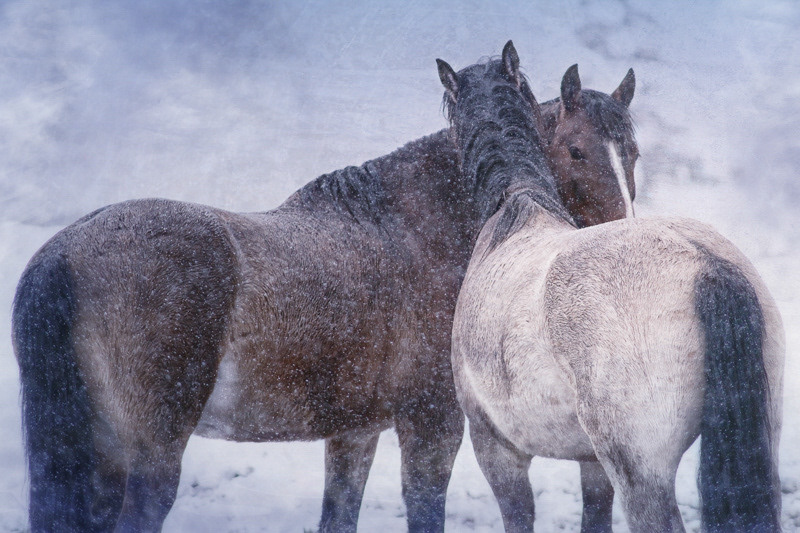 Two Horses Nuzzling in the winter