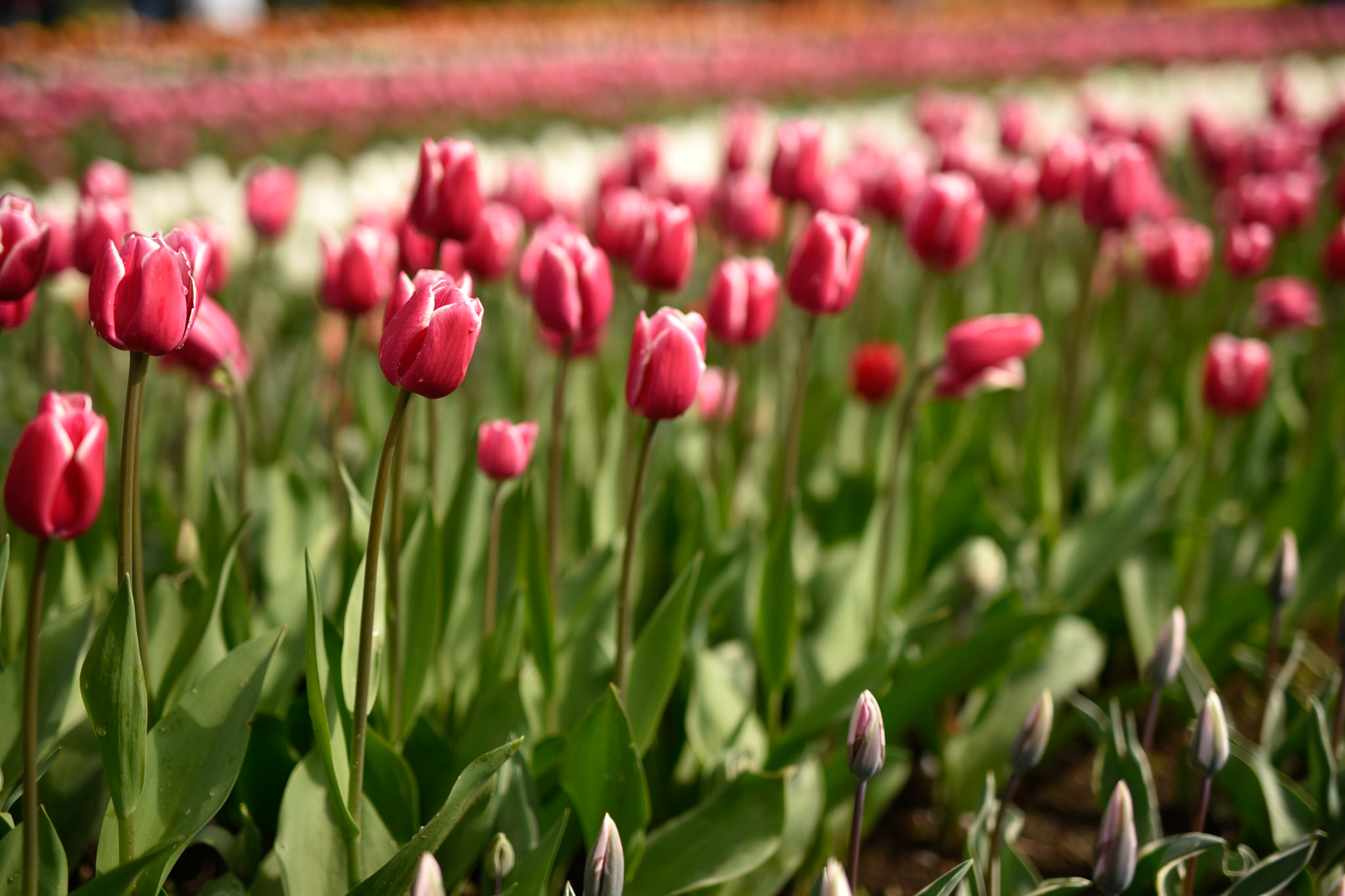 doin a little tulip dance