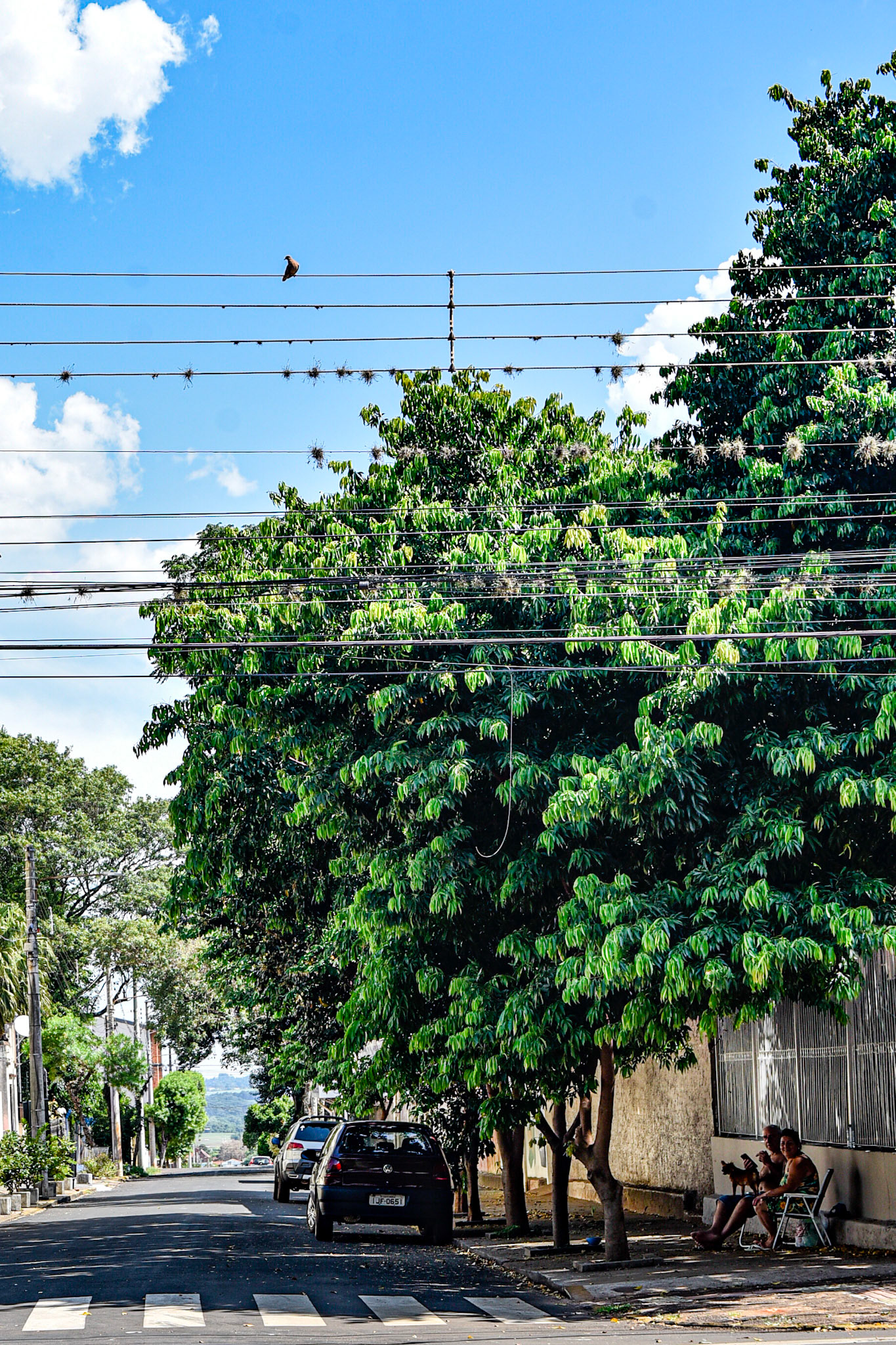 air plants and shade sits