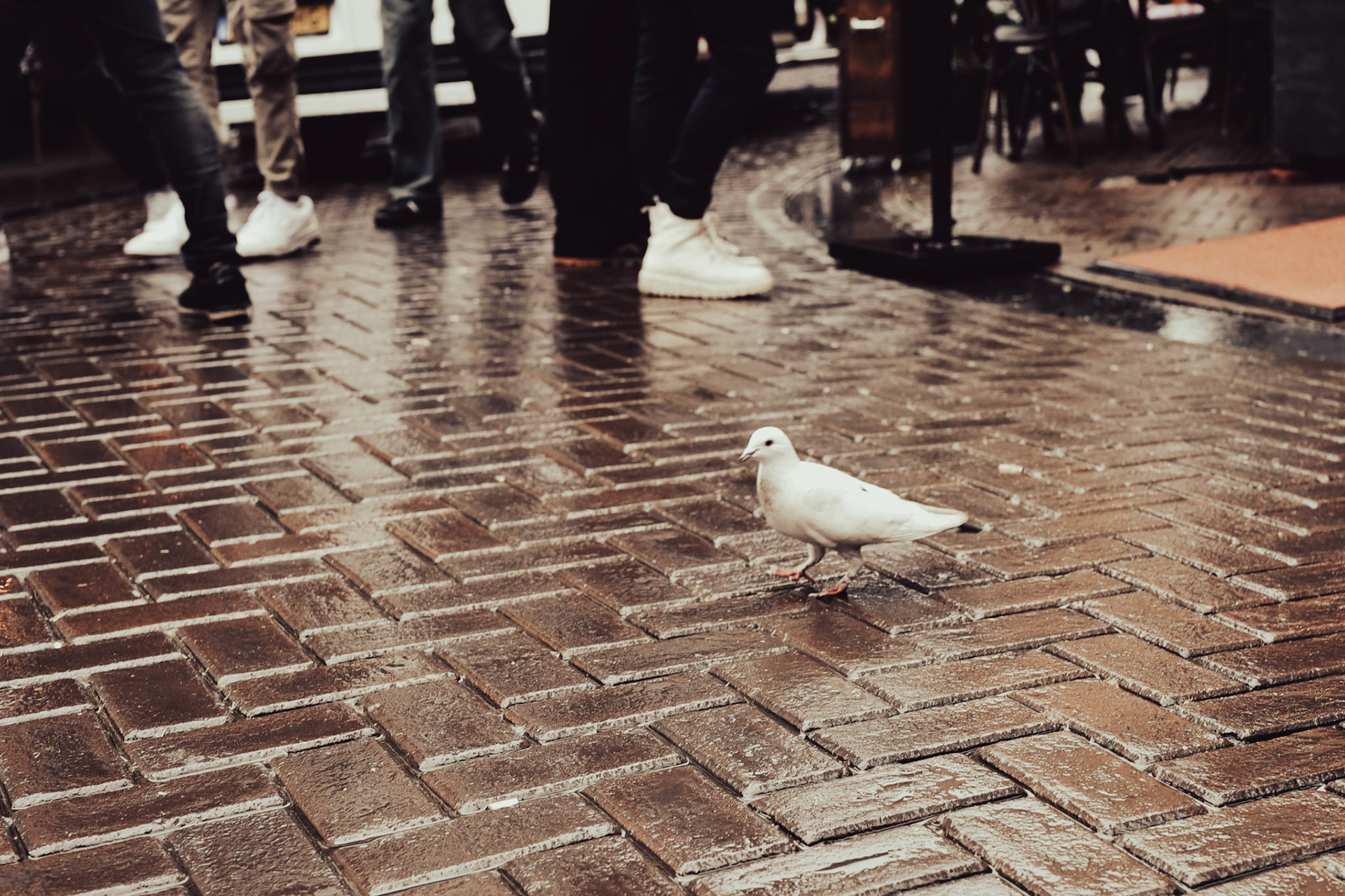 bird