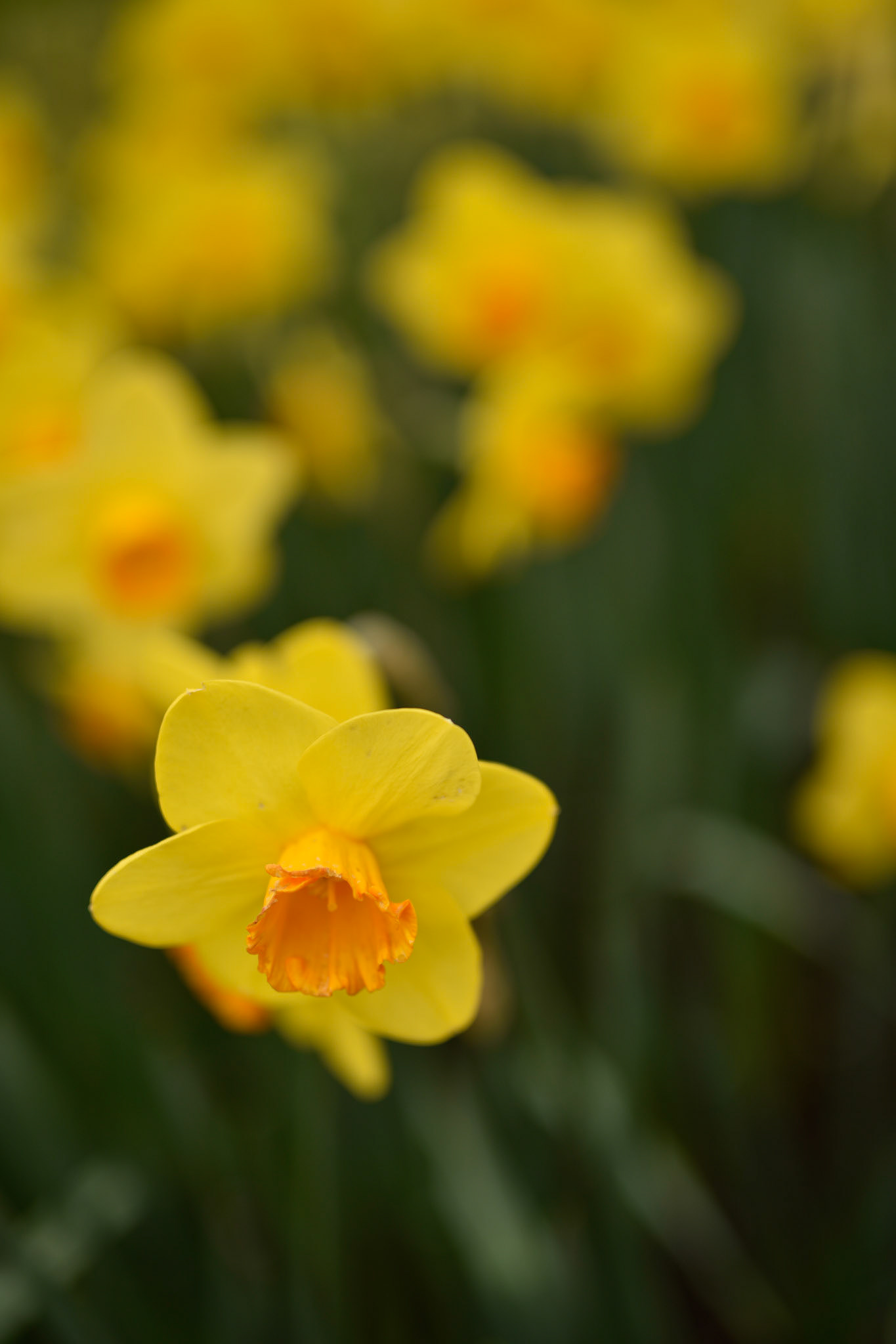daffodils