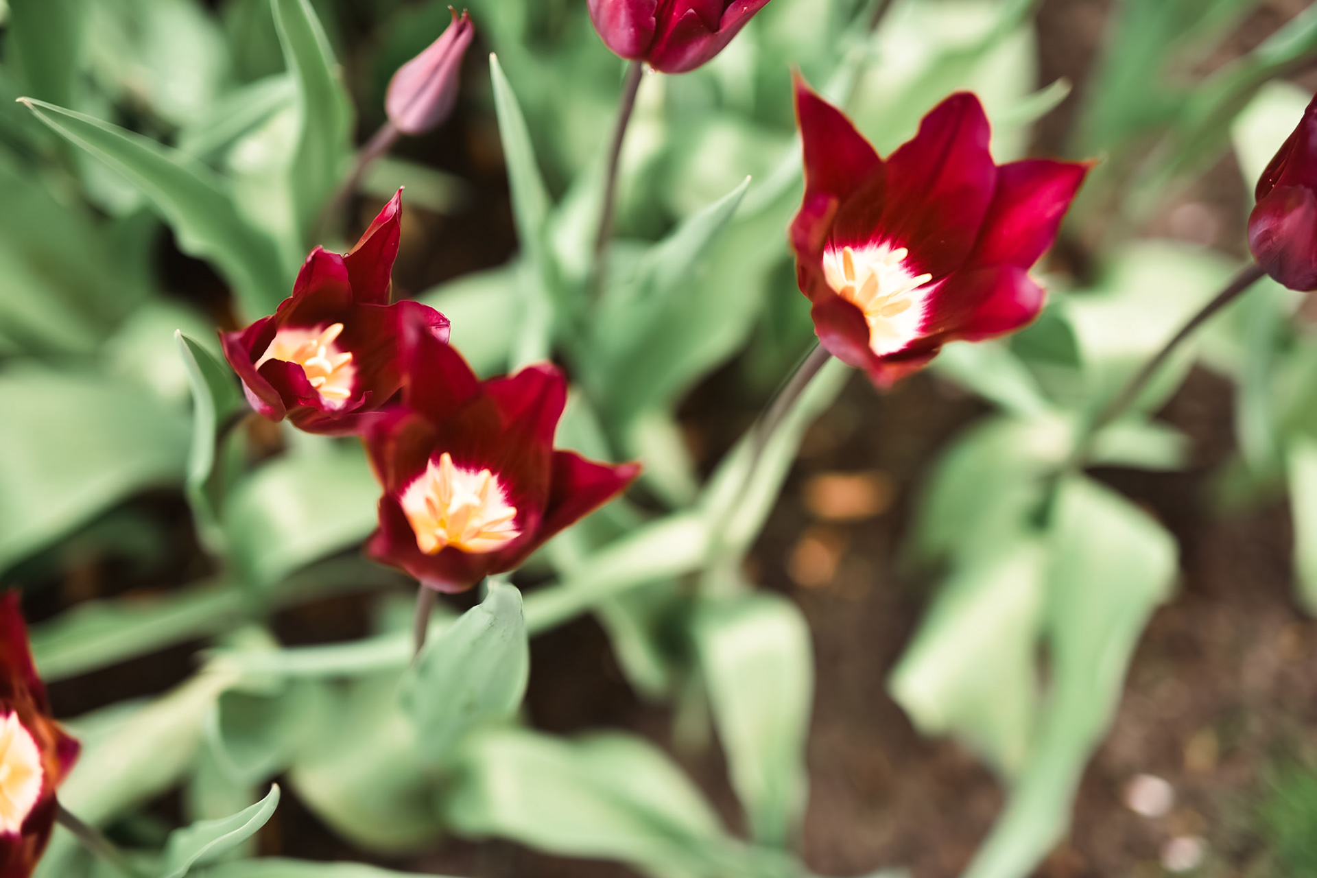 star tulips