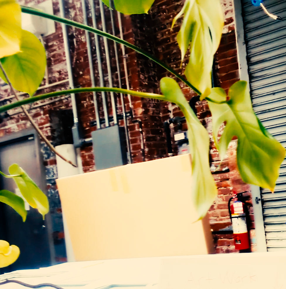 plants in the shop