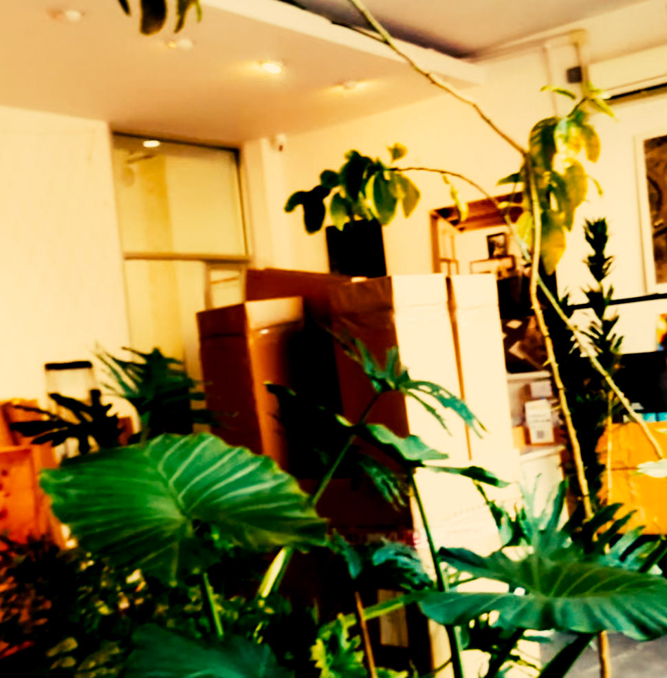 plants in the office