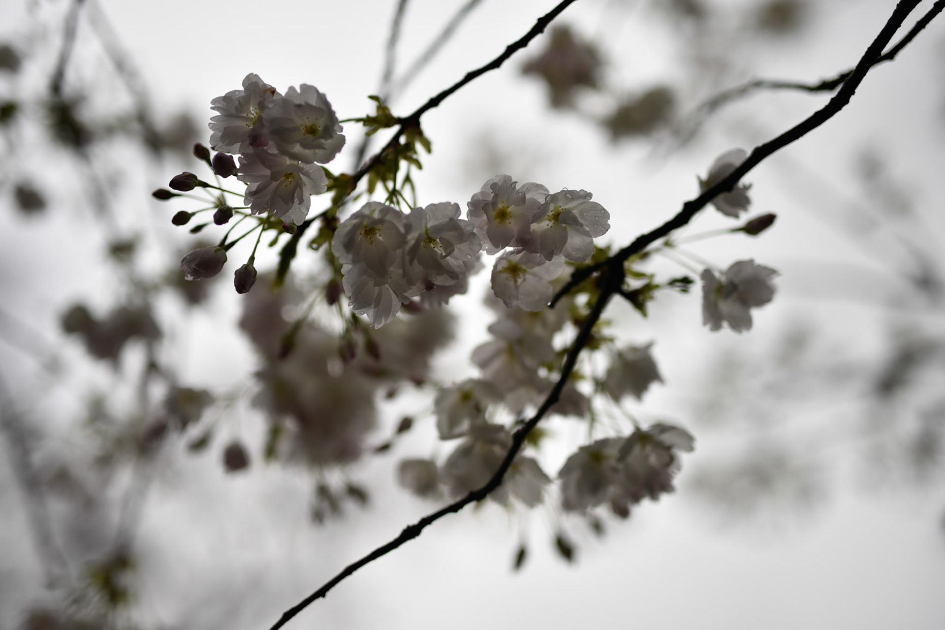 cherry blossoms I think