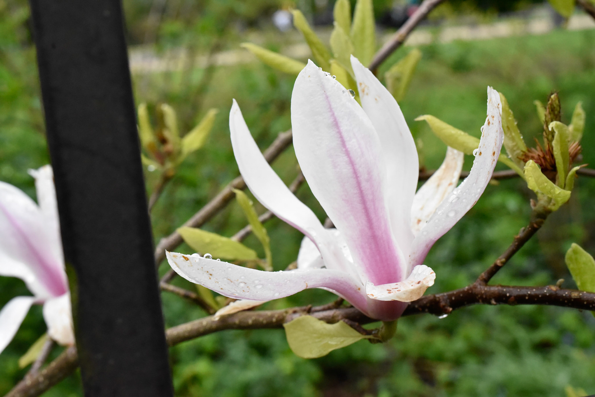 magnolia
