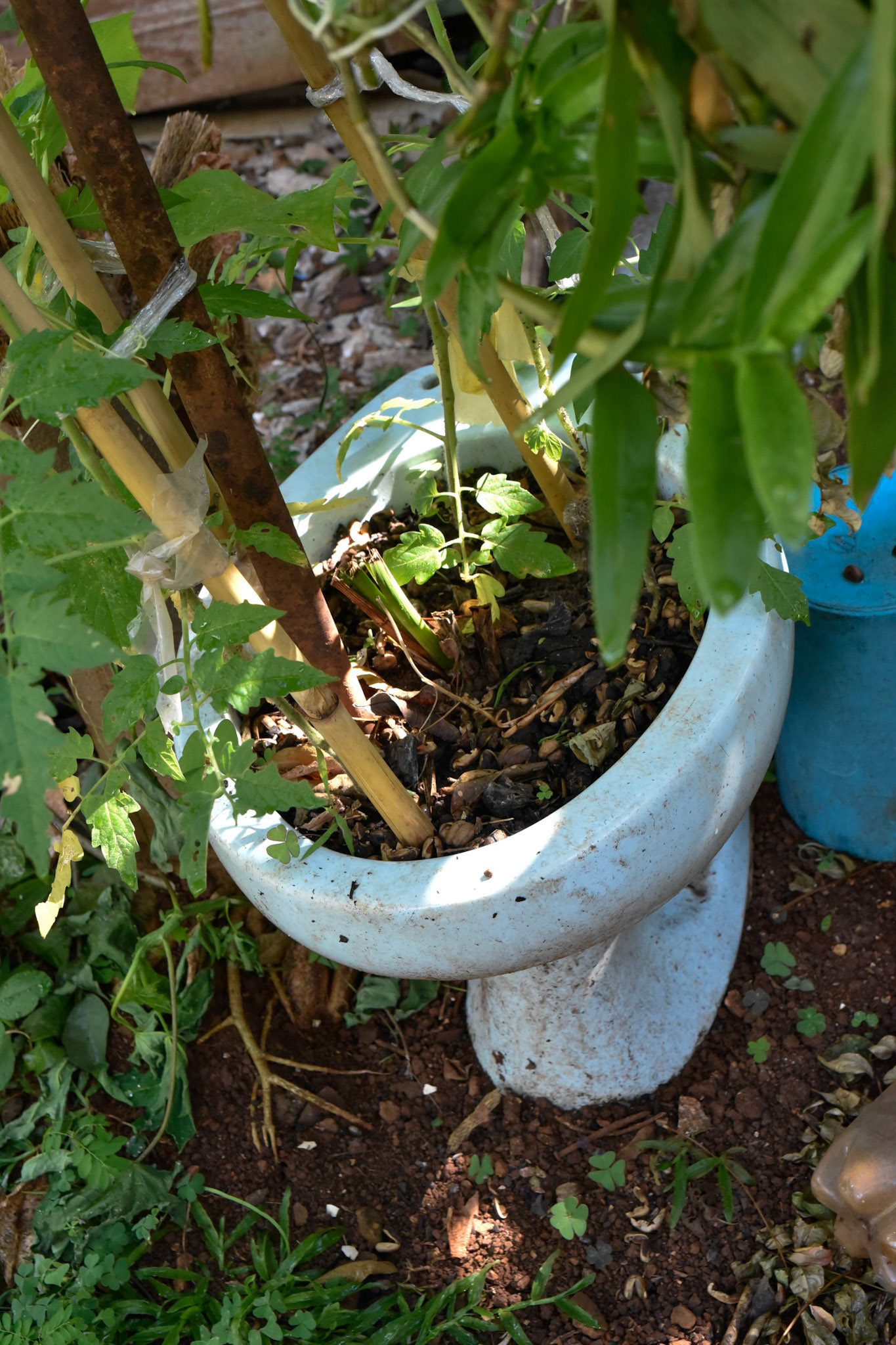 toilet in the yard, universal