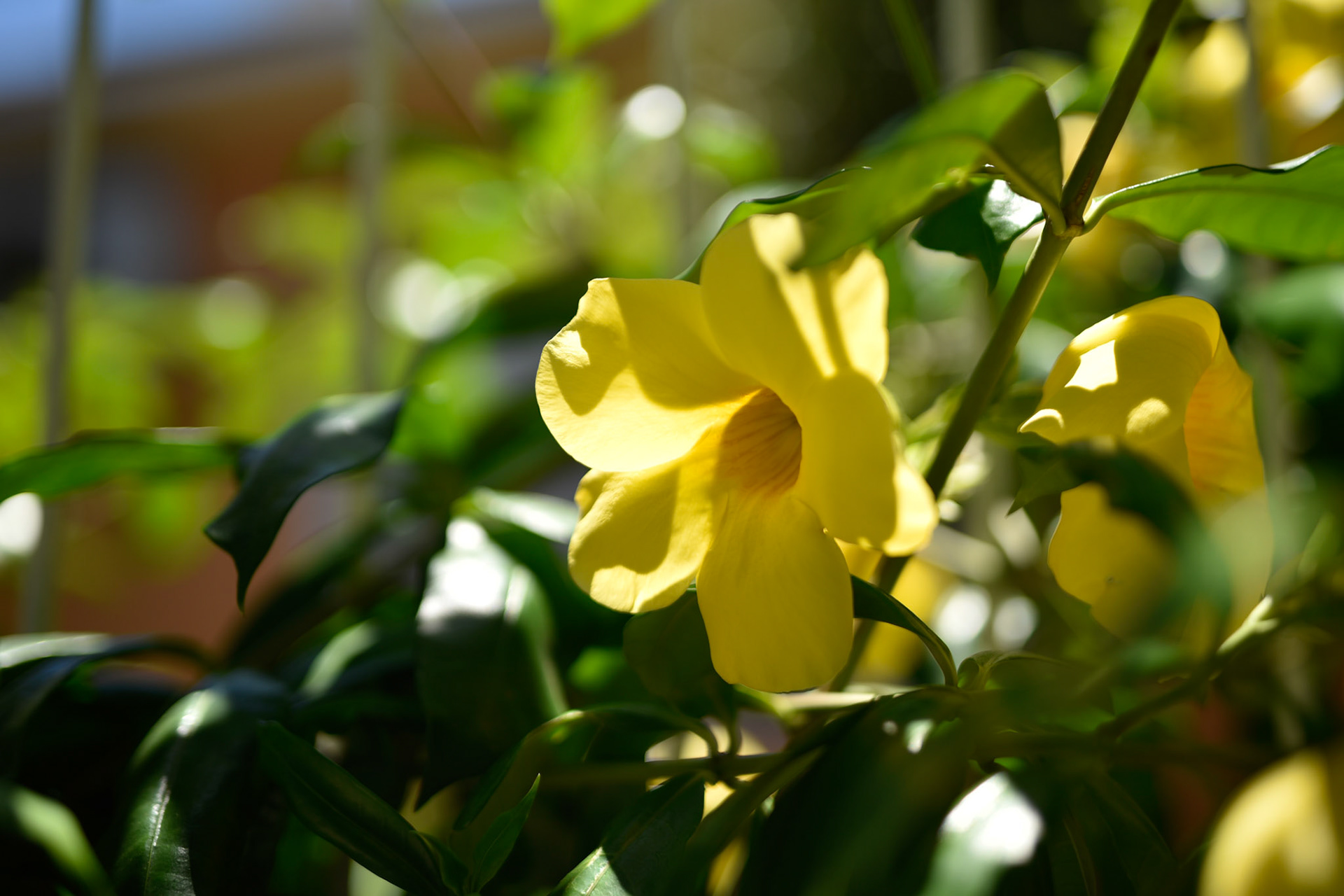 Bush Allamanda, native to Brazil