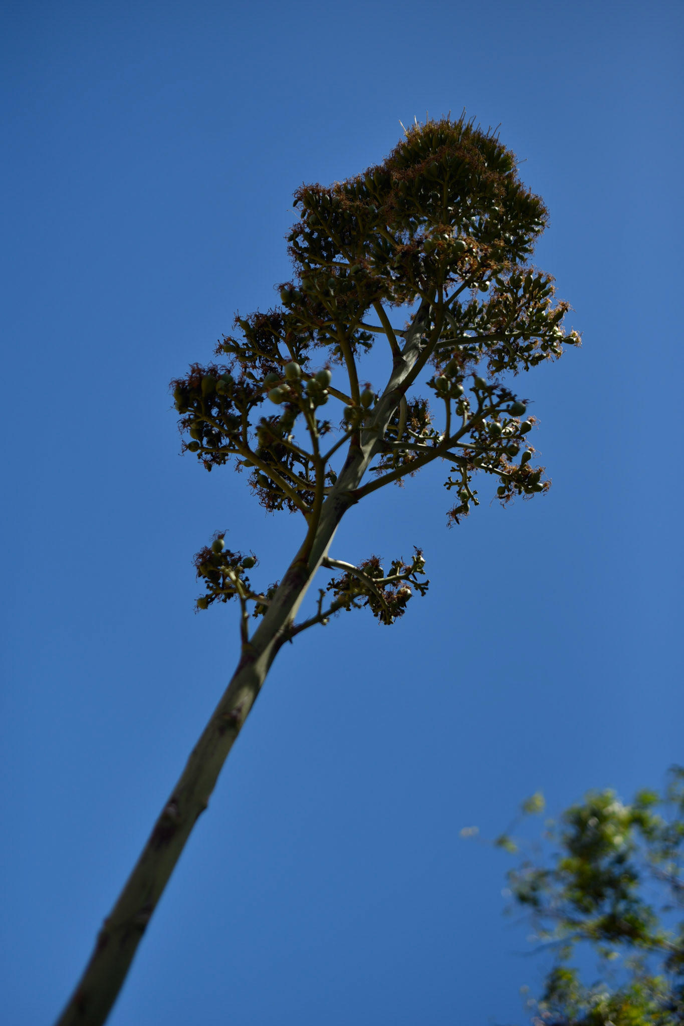 Flowering Agave?