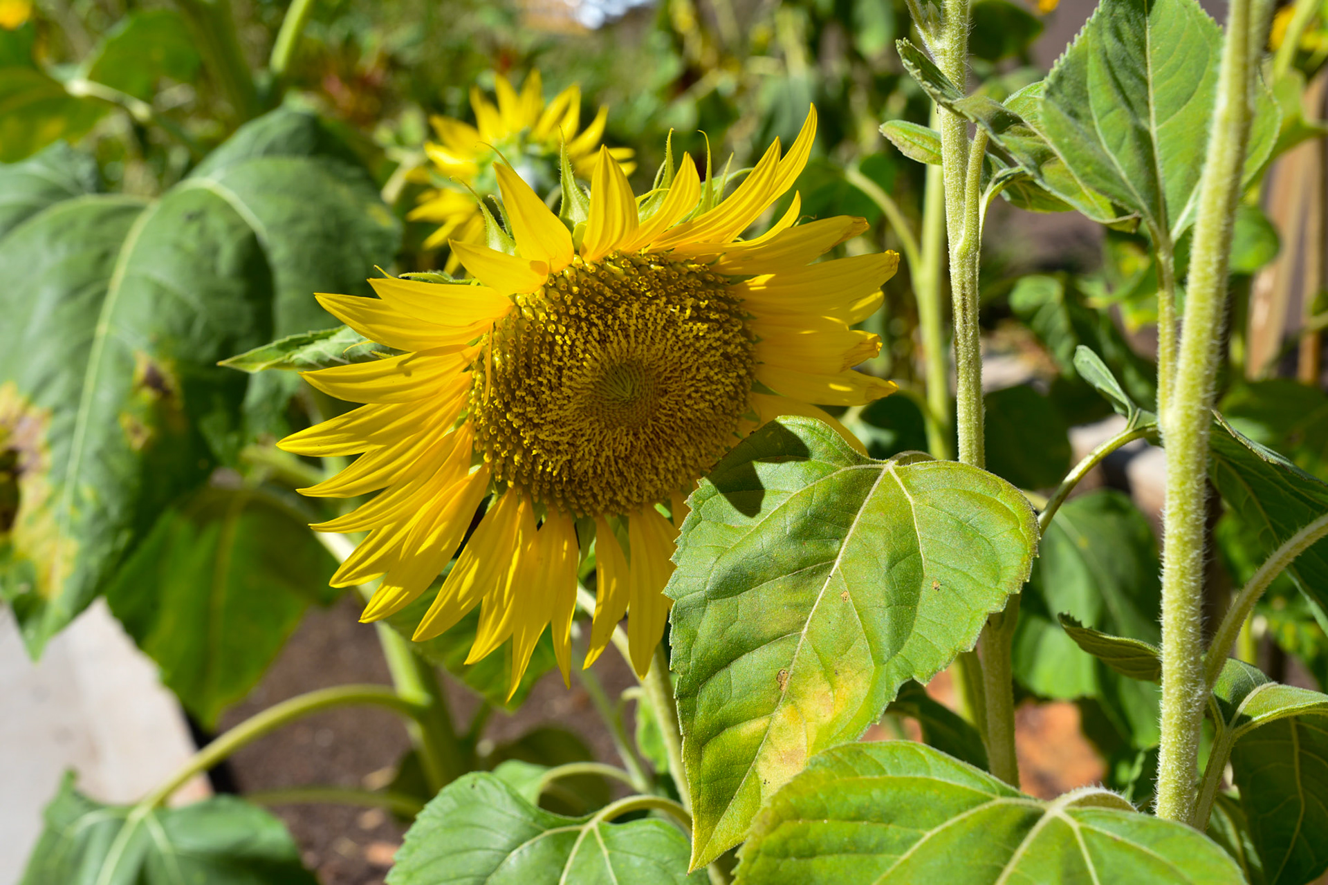 Sunflower on the street