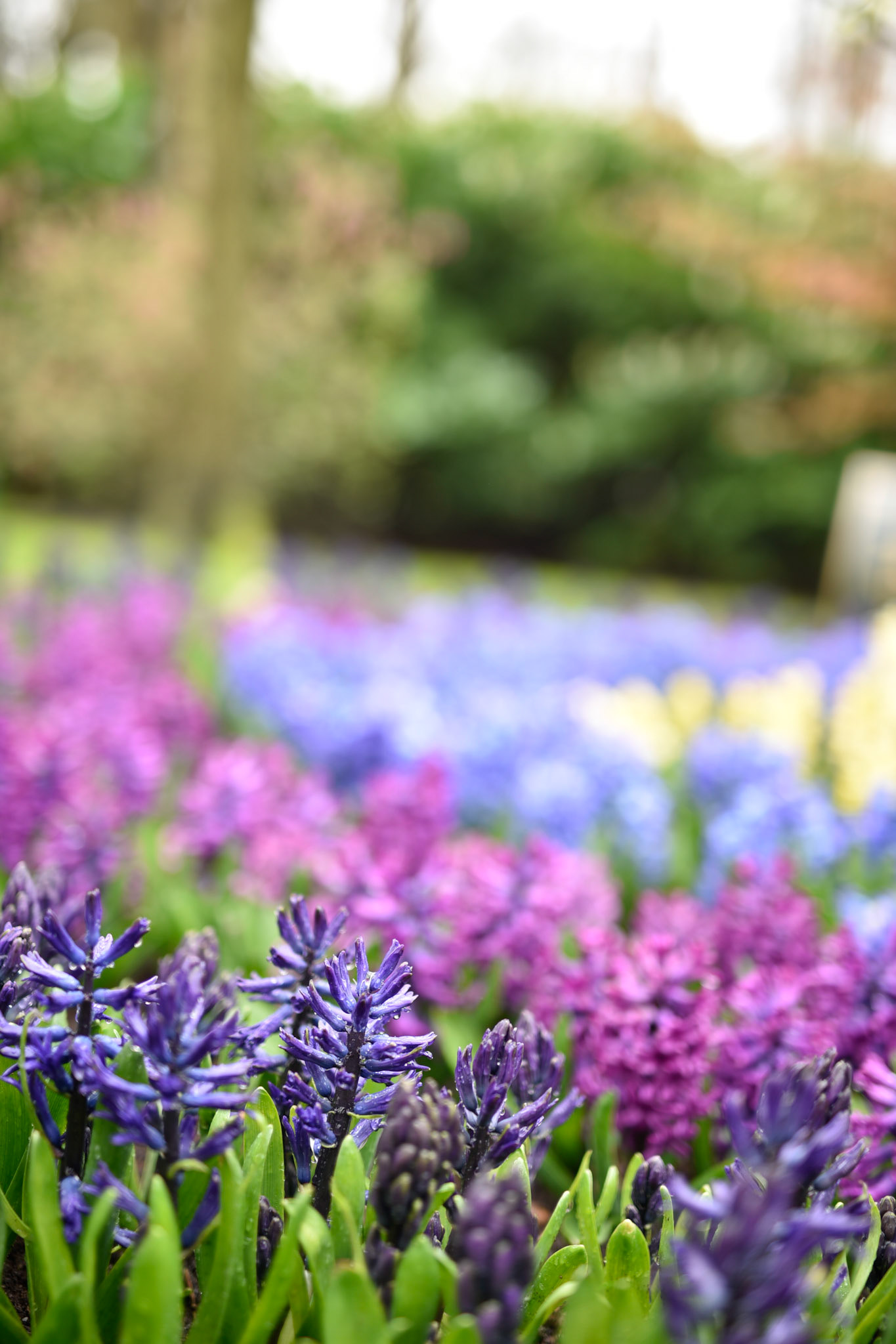 Hyacinth
