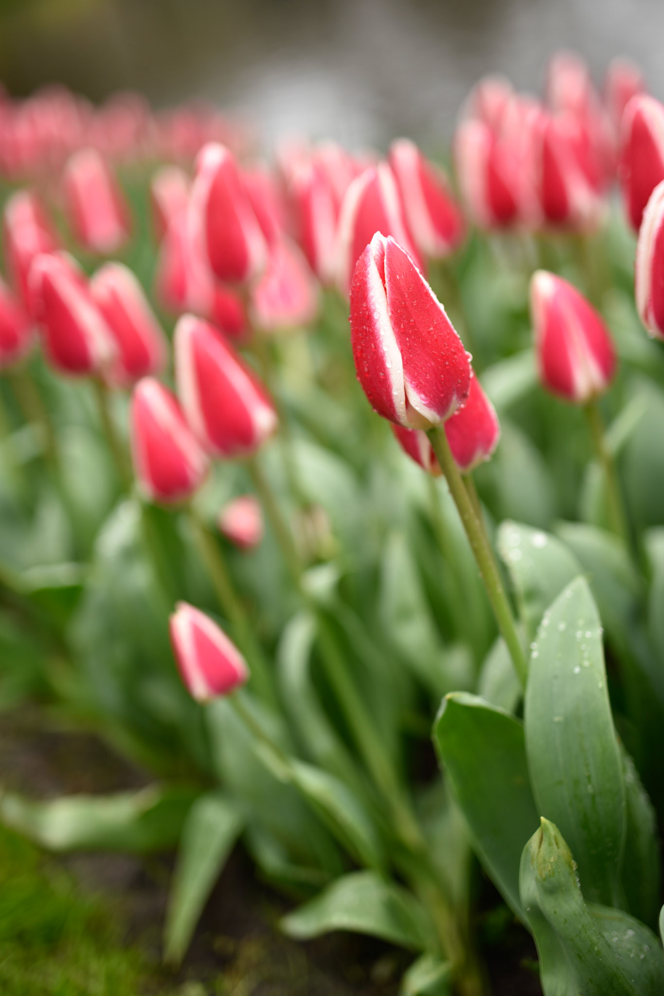 candy cane tulips