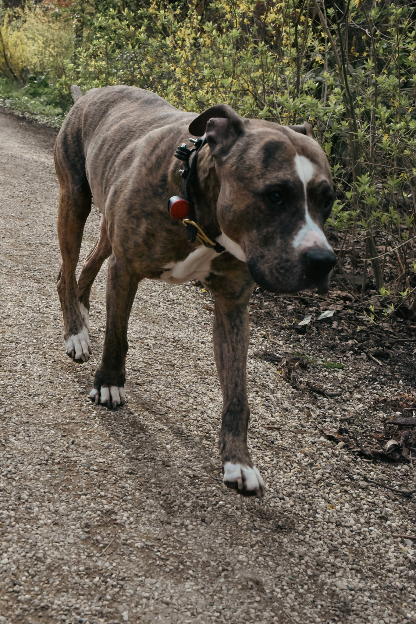 takin a walk in the park, photo taken while in motion and he didn't even notice