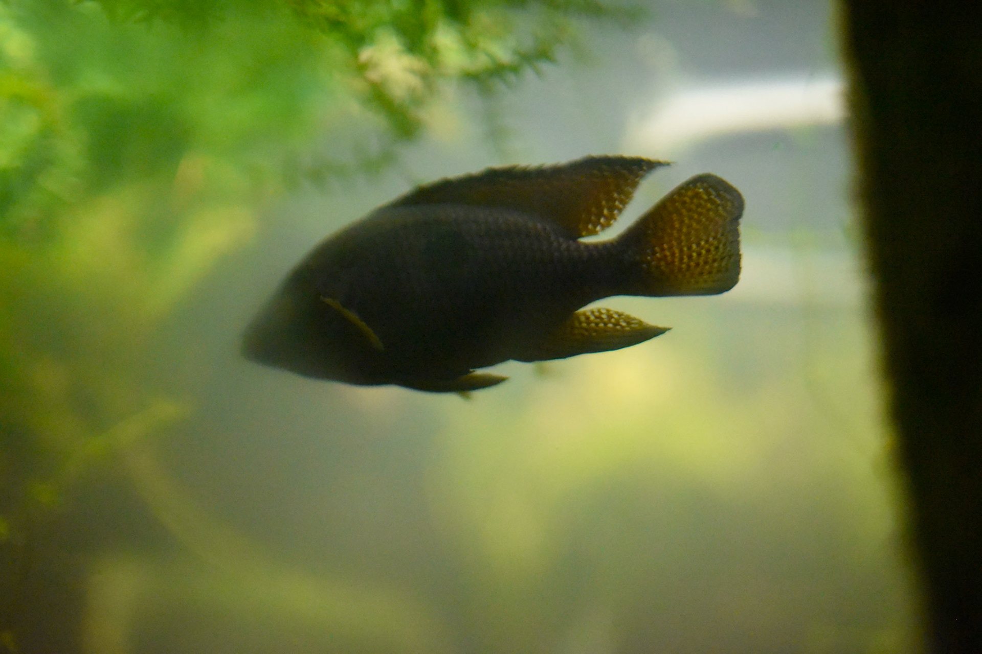 aquarium in Park Lage