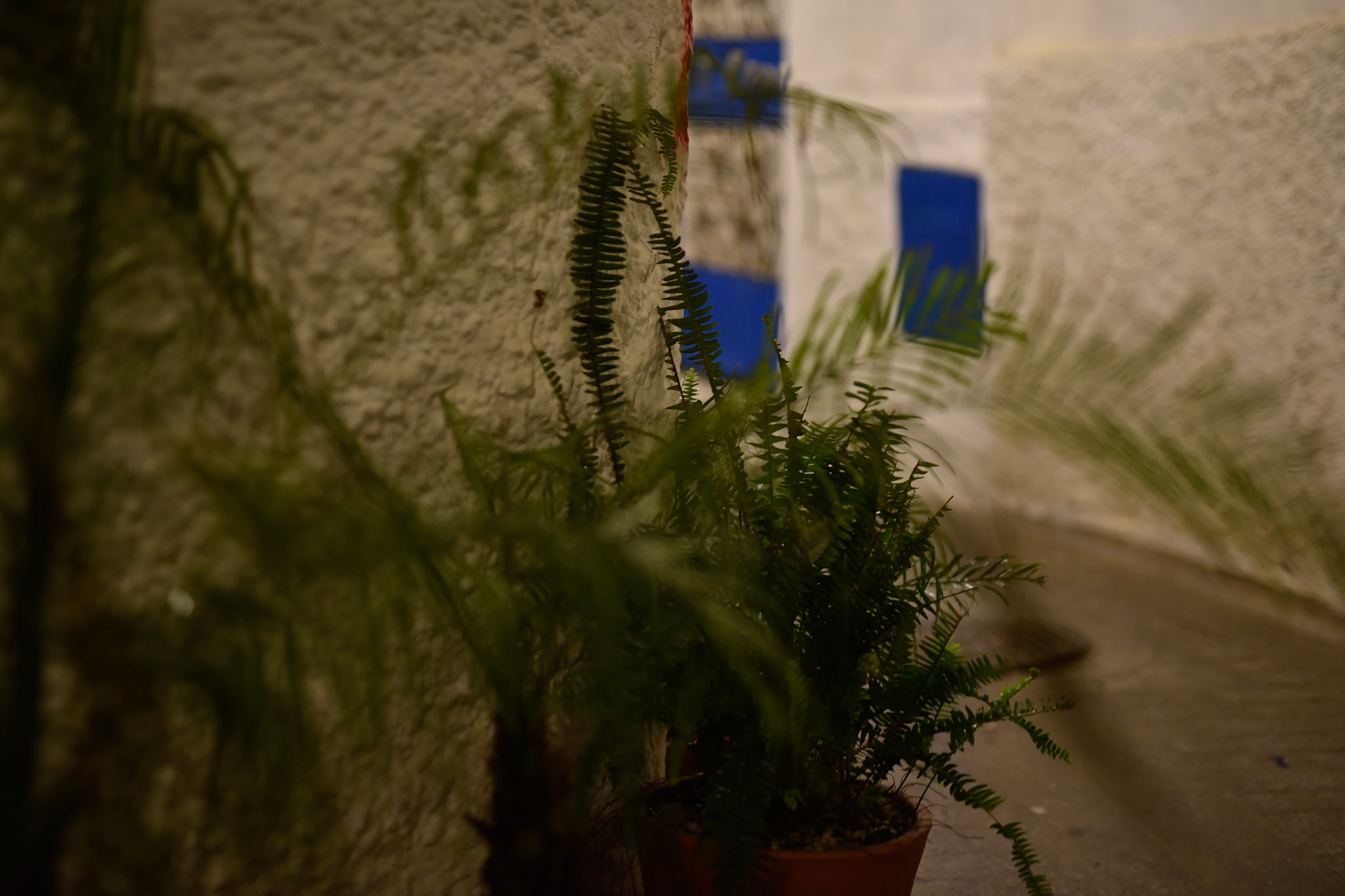 kasbah plants