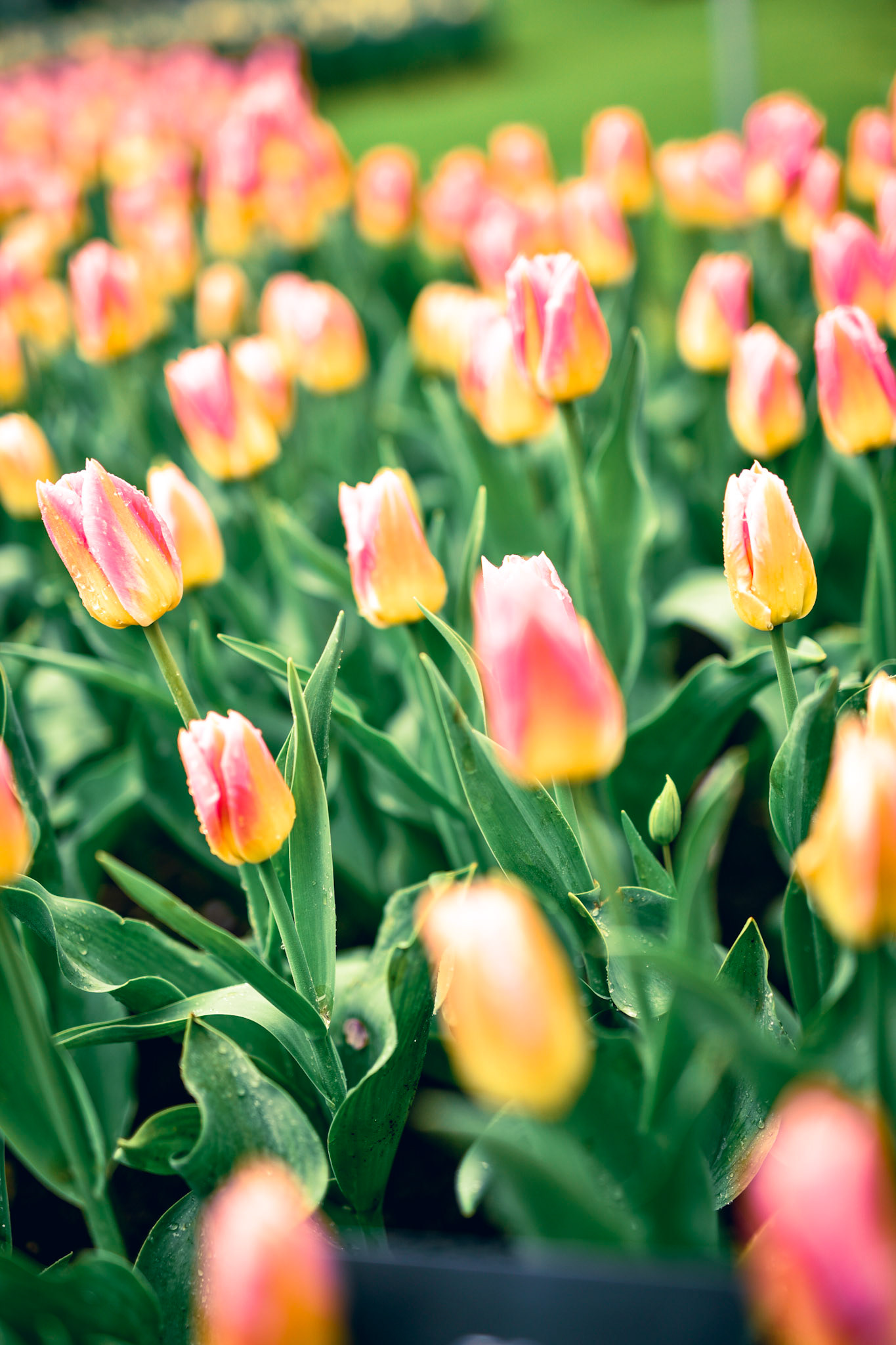 tulips
