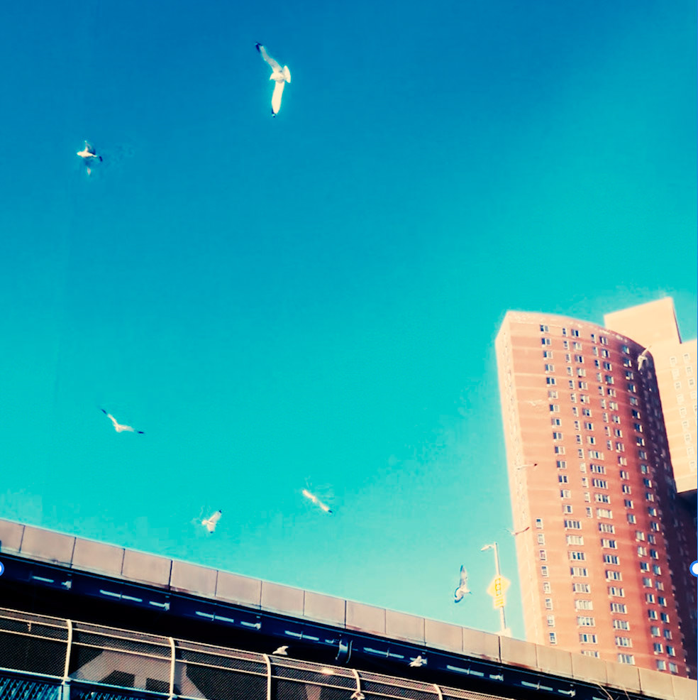 birds