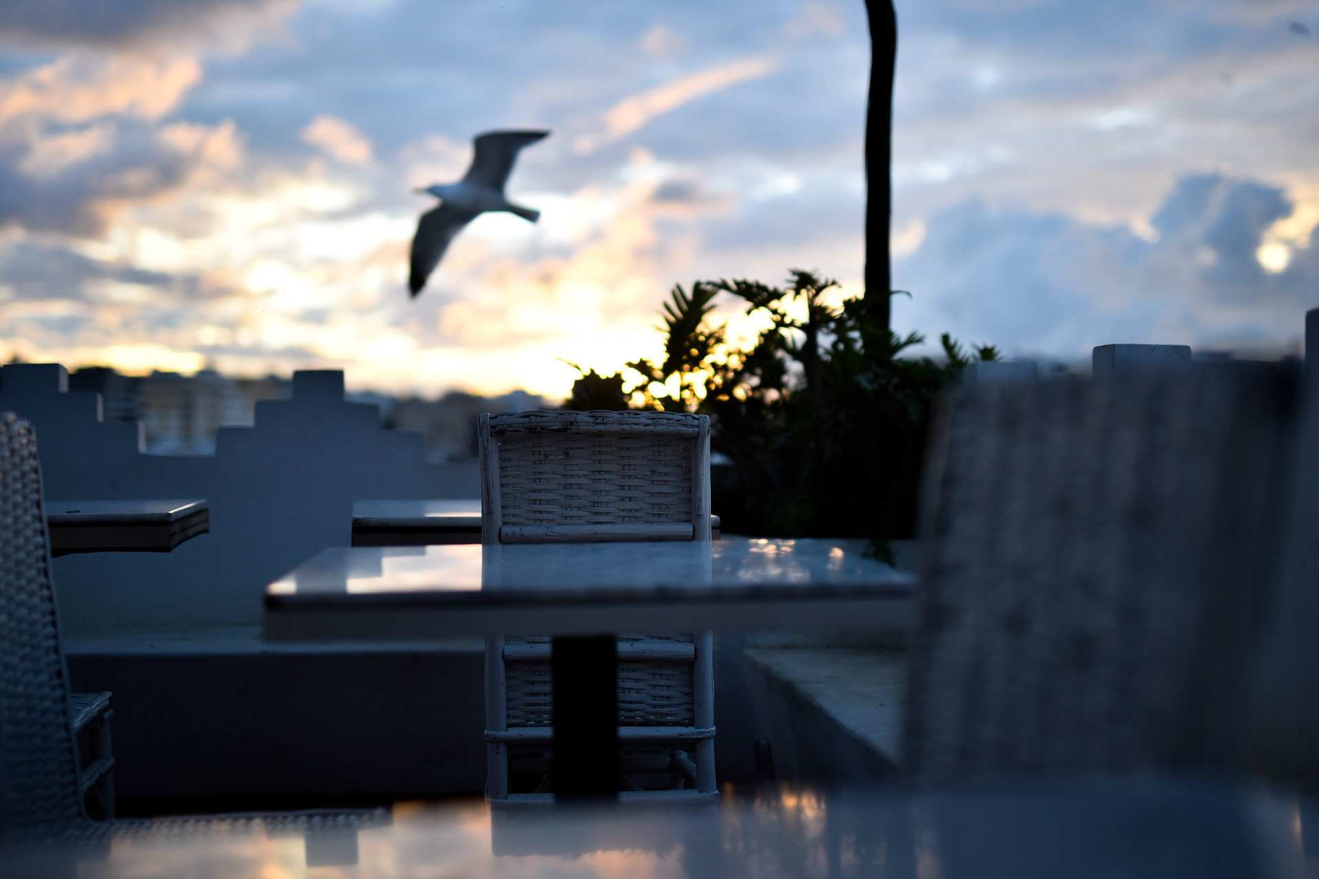 seagull and reflection