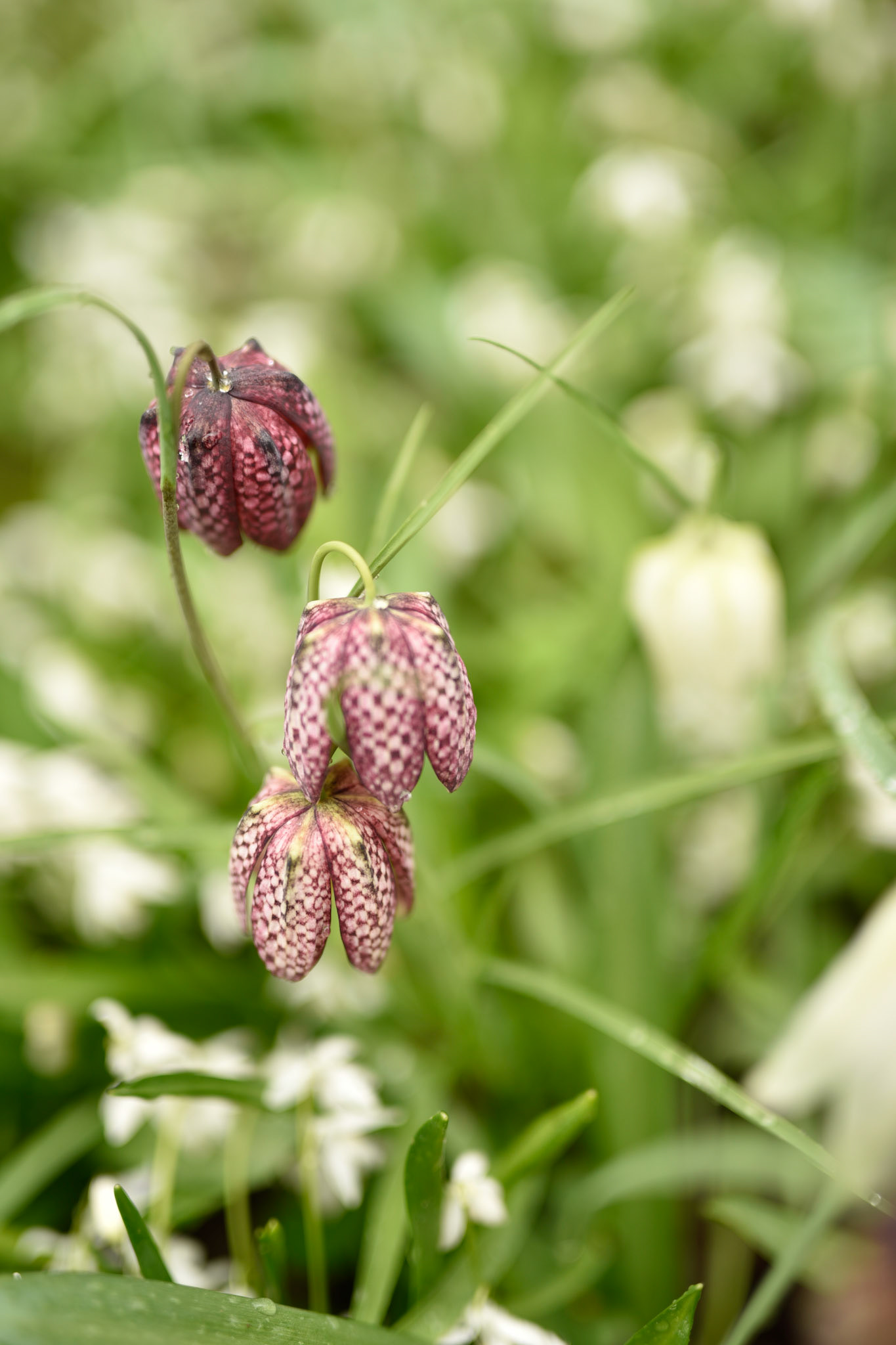fritillaria