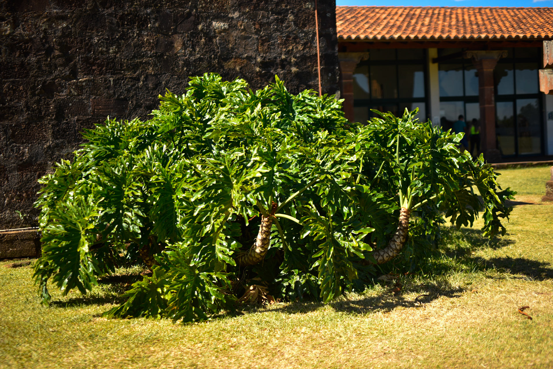 massive outdoor philodendron