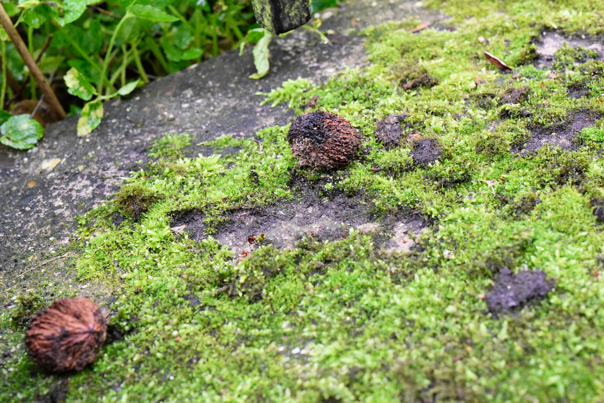 green things growing