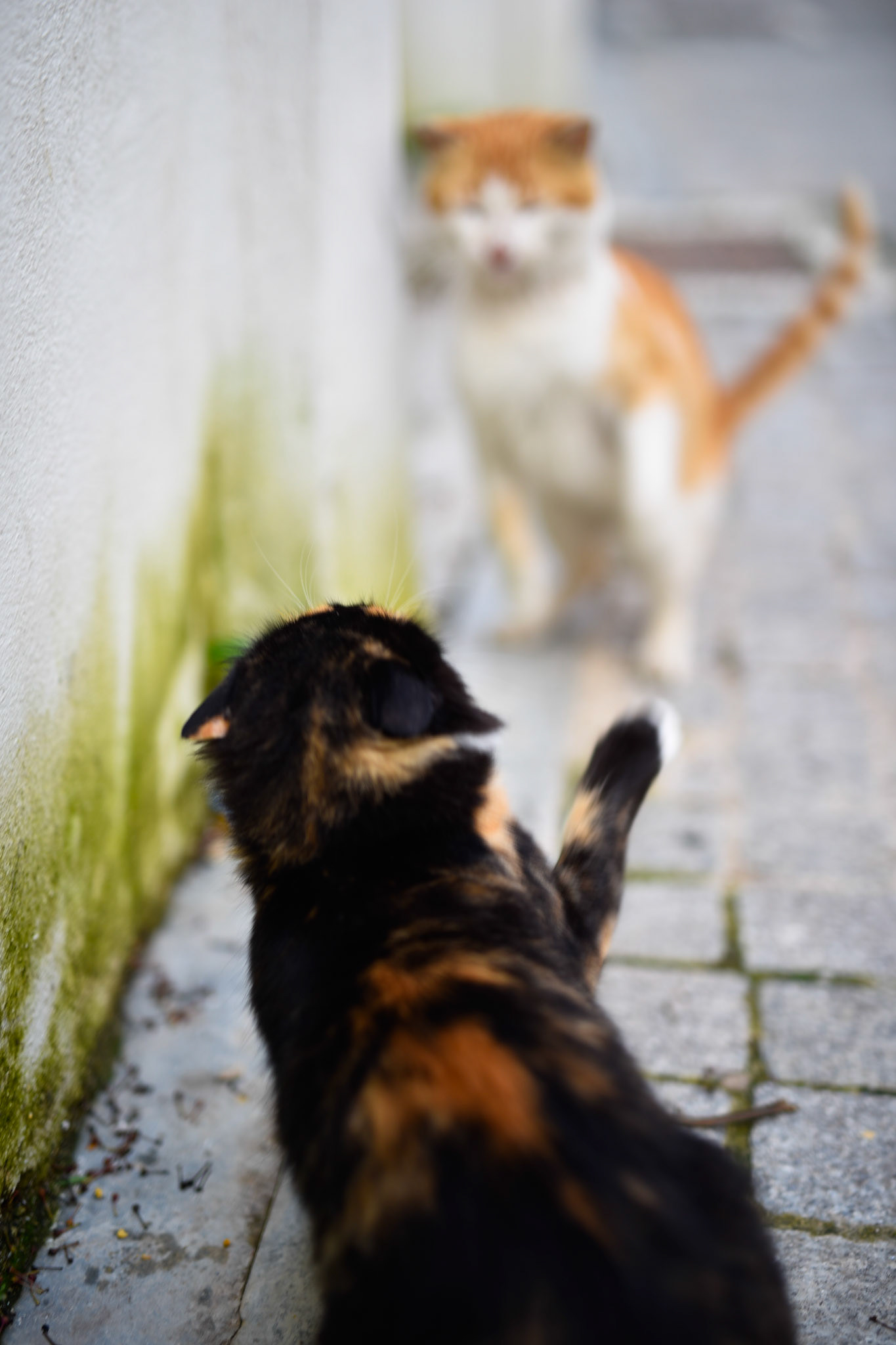 cat fight