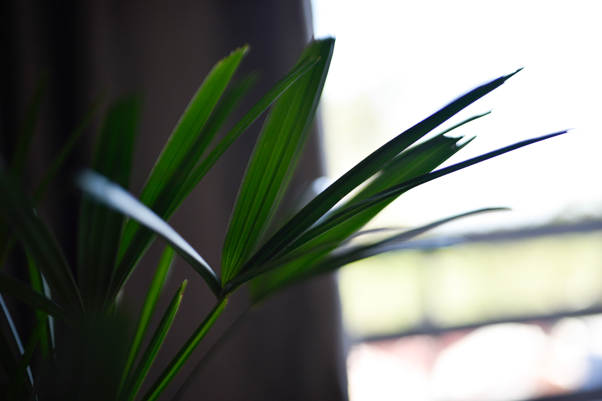 this plant made beautiful music in the breeze of the open sliding glass door